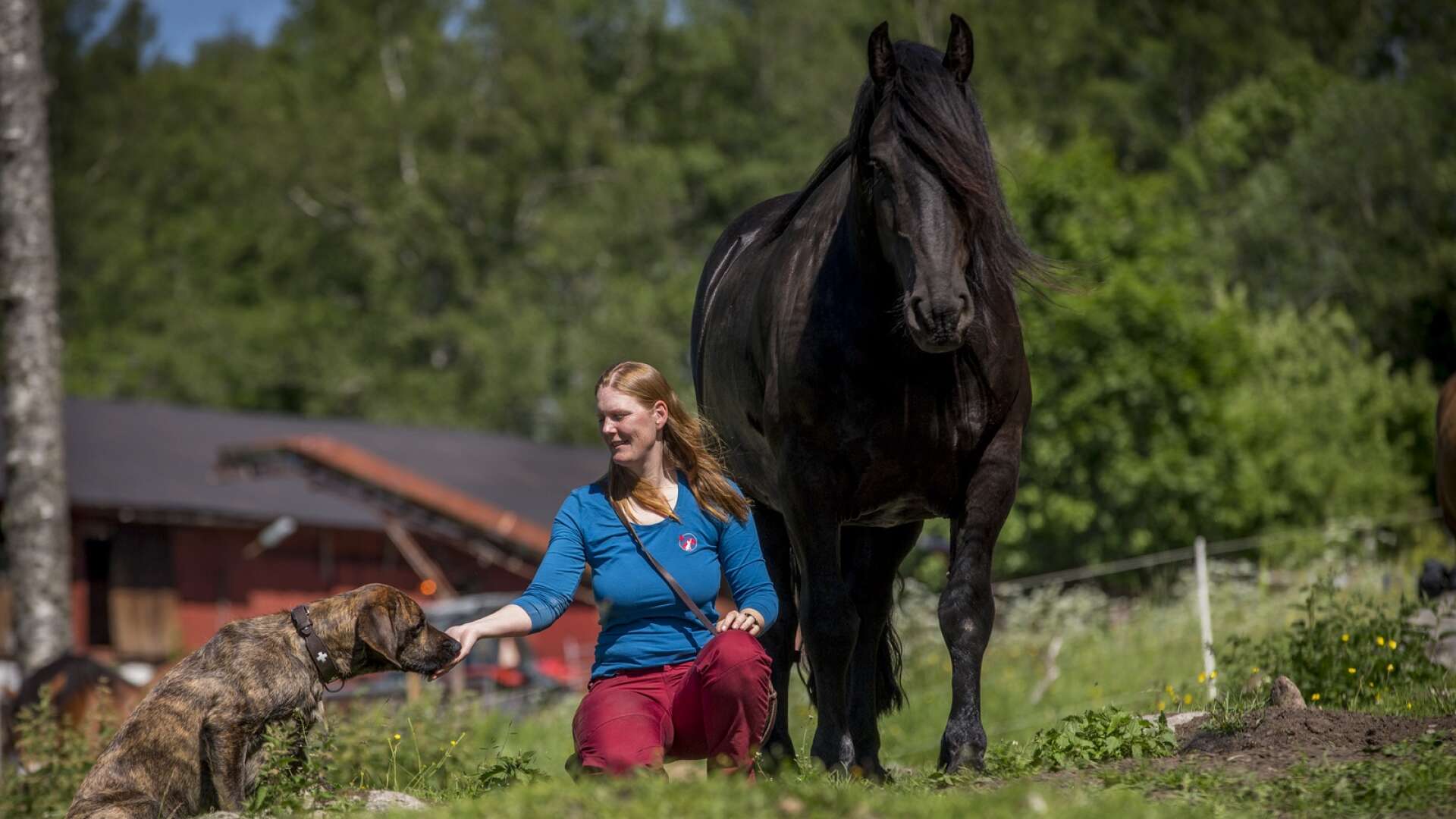 Hunden Bruno och hästen Neo, tillhör Victoria Hötzers gård.