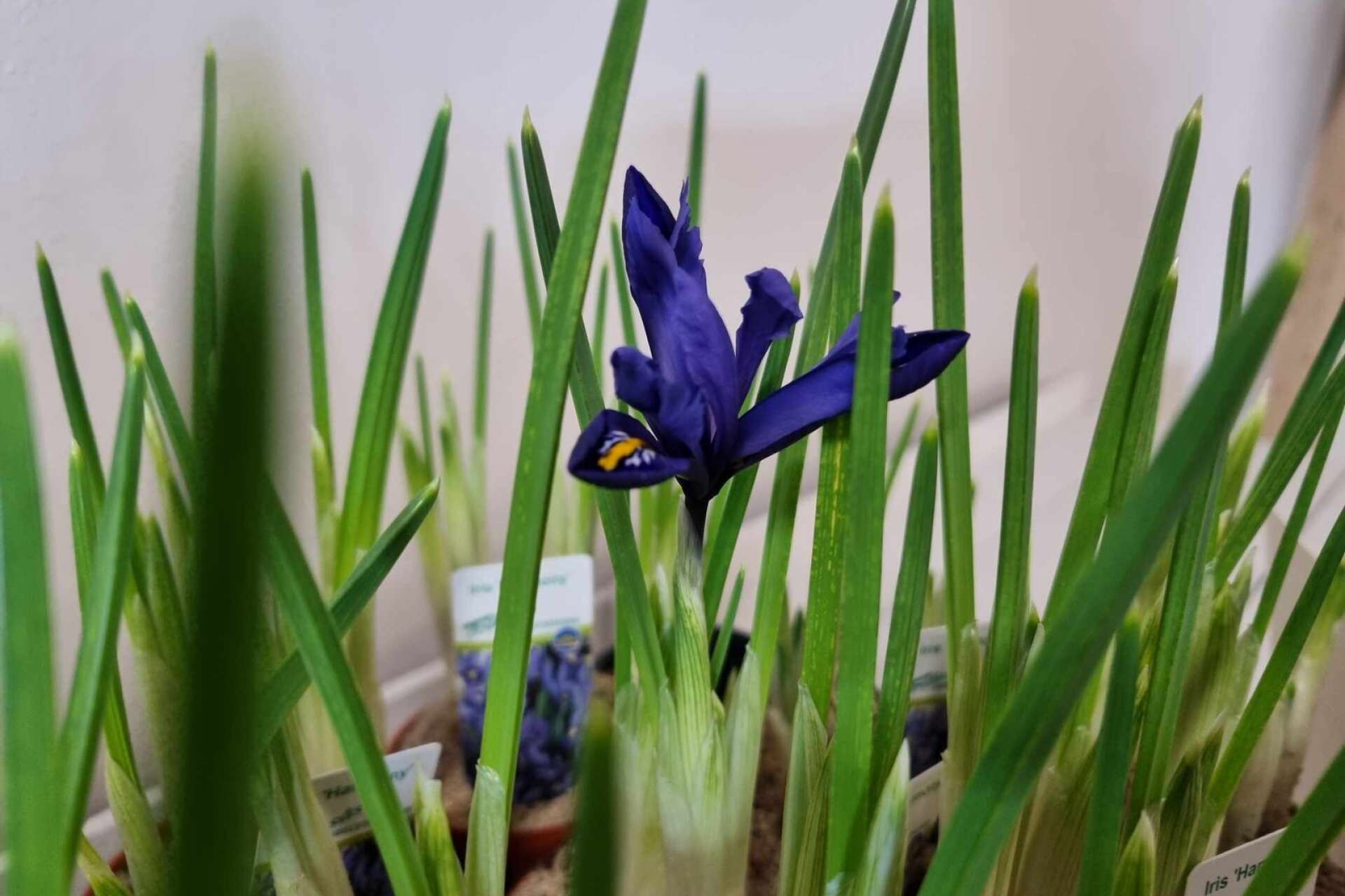 En liten iris för spirande vårkänslor, snön och isen till trots!