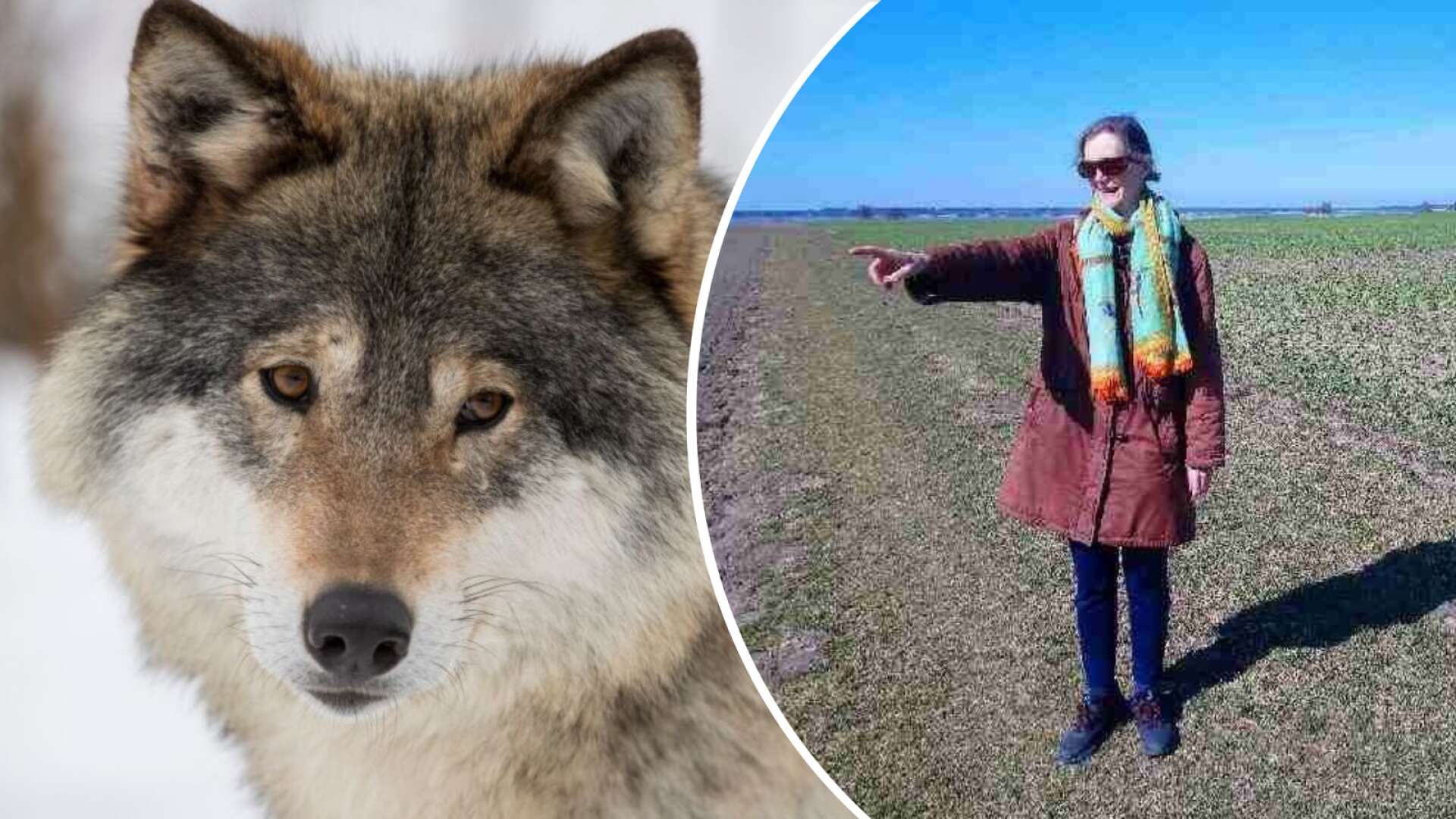 Kristina Hurtig såg en varg strax utanför Salstad. Vargen på bilden är en annan varg.