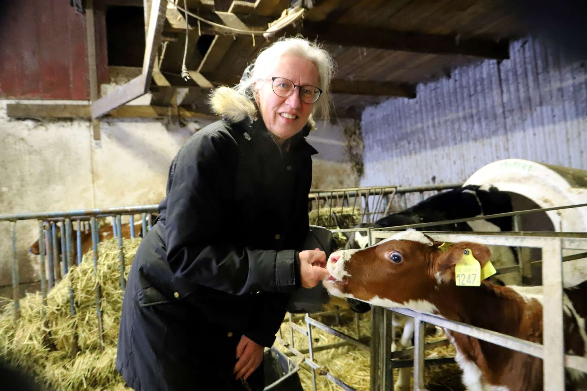 Horntvetens gård är ett familjejordbruk med i huvudsak produktion av mjölk och kött. Här Lena Hansson hälsar på en av kalvarna.