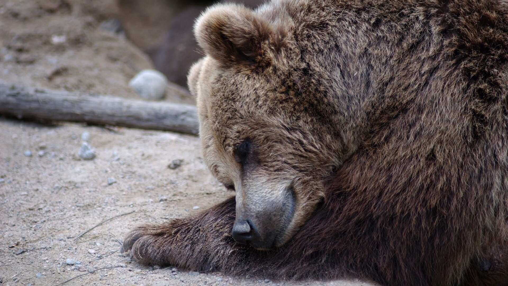 Sovande björn.