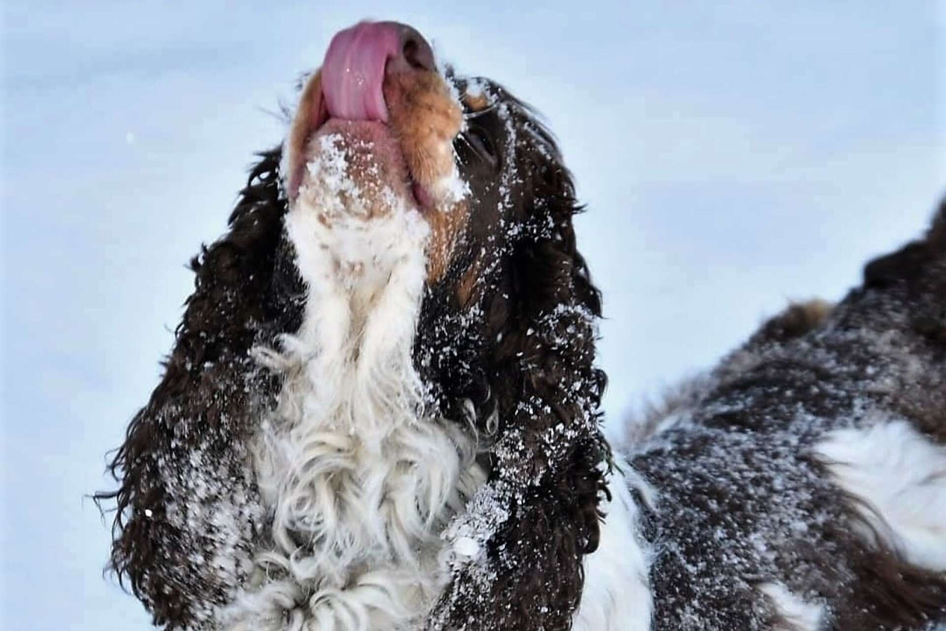 Hunden Äbba, från Rännelanda, älskar den vita snön som är rolig att leka med. 