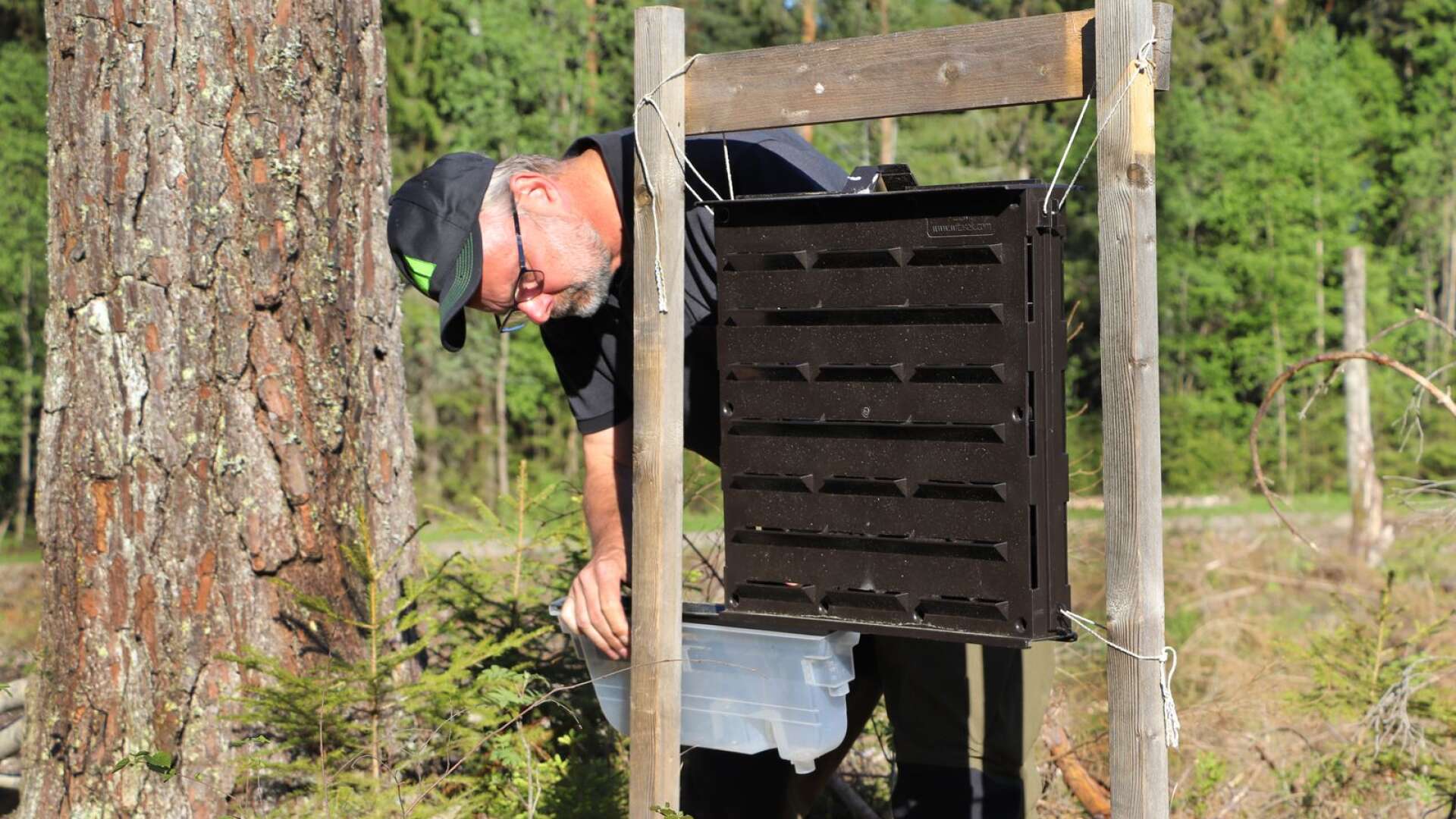Anders Gullström tömmer de granbarkborrefällor som ingår i den svärmningsövervakning Skogsstyrelsen har i samarbete med skogsnäringen.