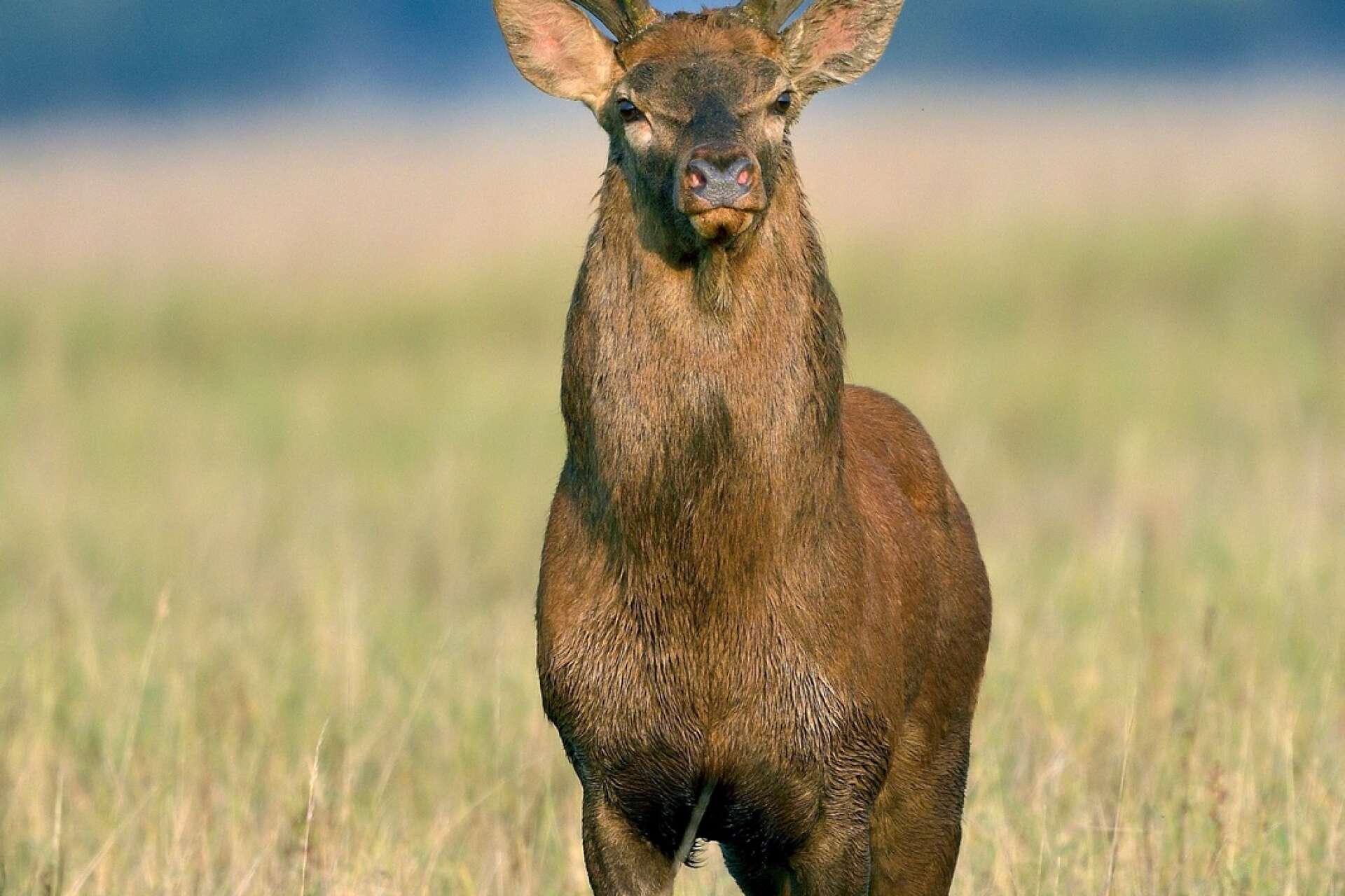 Den ståtliga kronhjorten är Sveriges näst största vilda hjortdjur, efter älgen. Kronhjortens spegel varierar mellan ljusröd till smutsvit. Foto: Torbjörn Skogedal