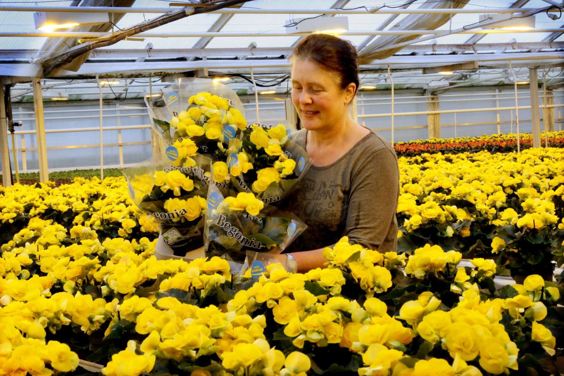 Lotta Jakobsson, trädgårdsingenjör på Mariestadsblommor i Karleby, berättar att företaget odlar runt 10 000 gula begonior inför påsk. Blomman är tillsammans med påskliljan en av de stora kundfavoriterna under högtiden.