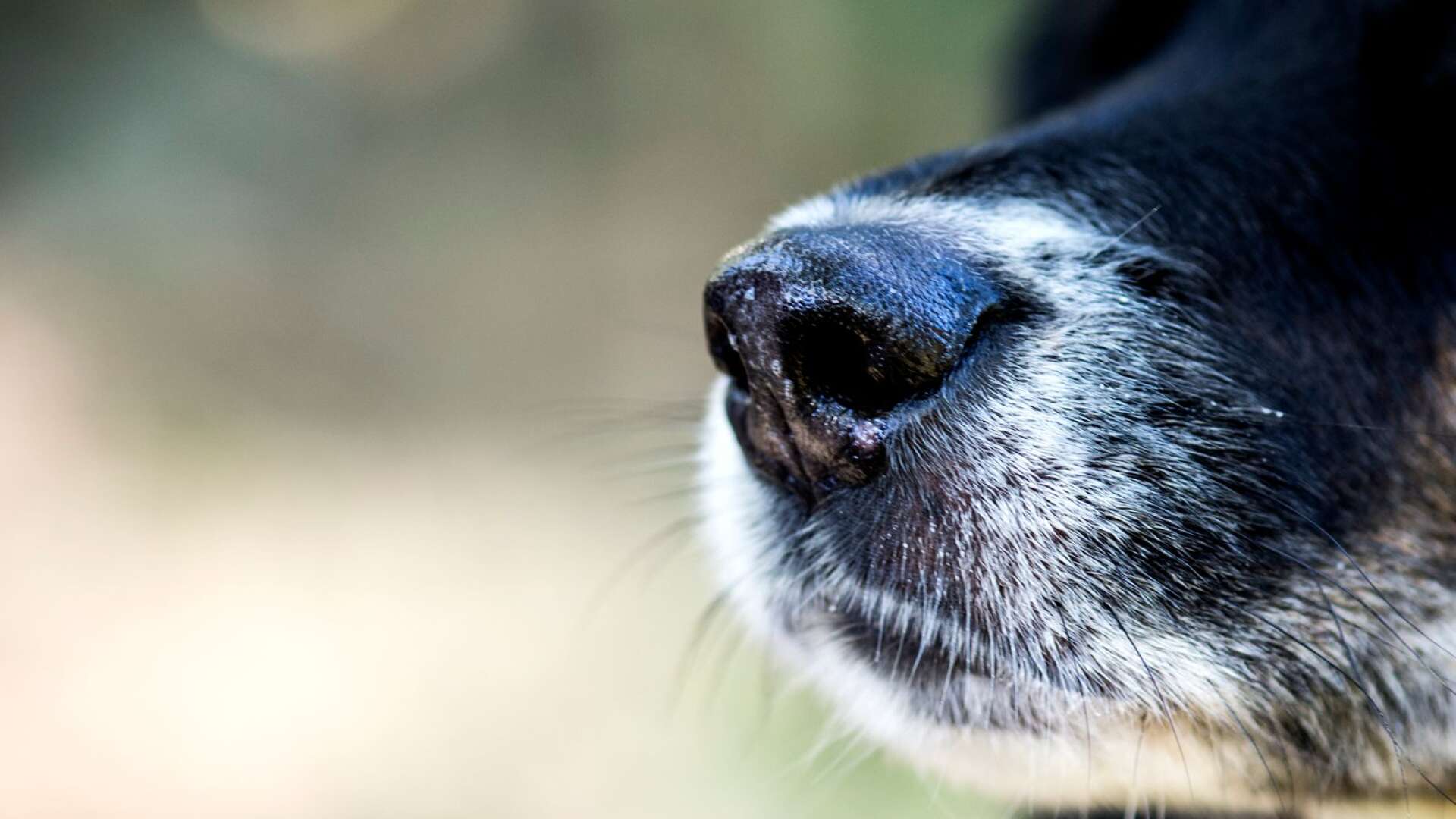 Ägaren till de två omhändertagna hundarna i Säffle överklagar beslutet gällande den ena hunden – fick avslag. 