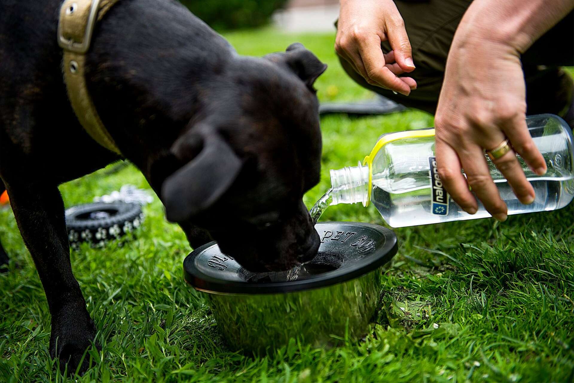 Det är lika viktigt för djur att få i sig nog med vätska när det är varmt.