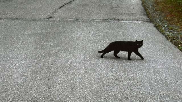 En svart katt (ej den på bilden) attackerar andra katter, enligt insändarskribenten. Genrebild.