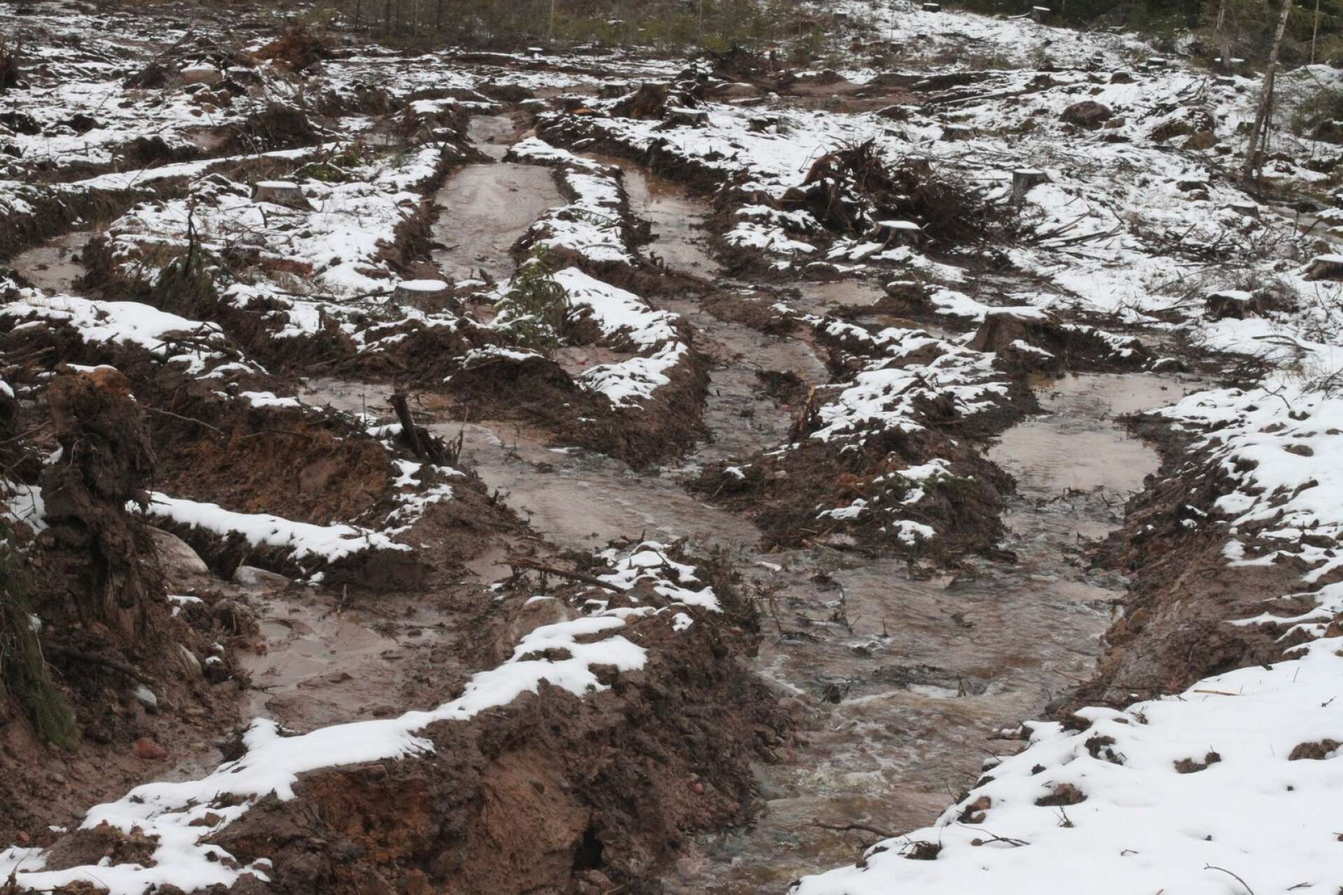 Exempel på Mellanskogs våldsamma skogsbruksmetoder i Dalarna. Total sönderkörning av privat markägares mark. Här riskeras utläckage av giftigt kvicksilver.