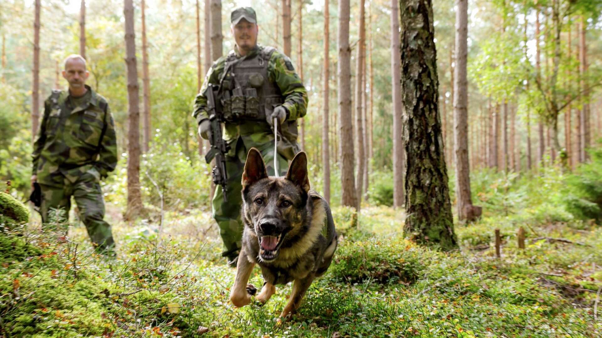 F7-hundföaren Tim Pettersson och schäfern Night med hunddressören Peter Franzén i bakgrunden. En övning har precis genomförts där målet var att spåra rätt på en figurant i skogen.