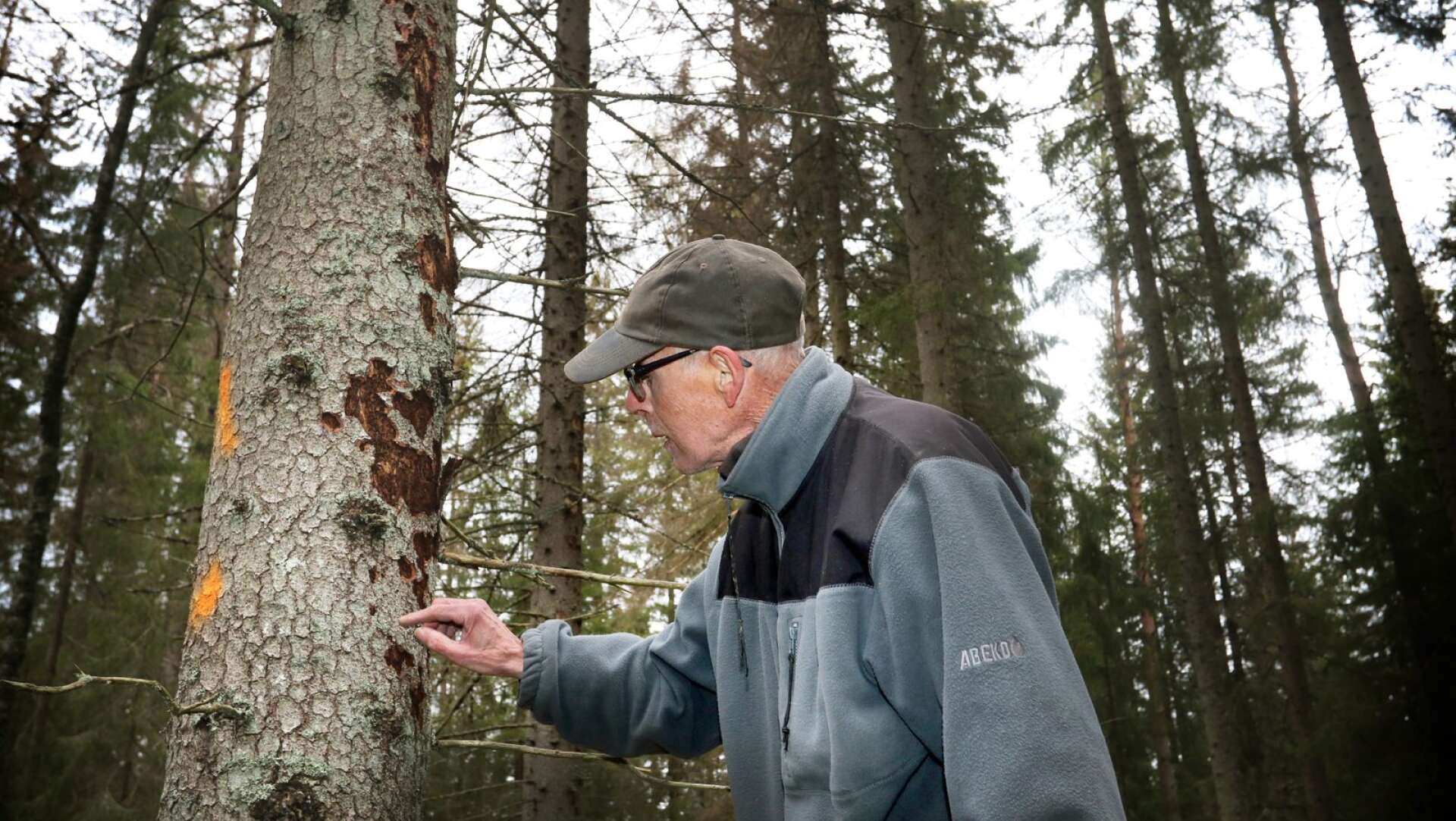 Håkan Kollander, tidigare distriktschef hos Skogsstyrelsen, konstaterar att den här granen är angripen av granbarkborrar och snart ska avverkas. 