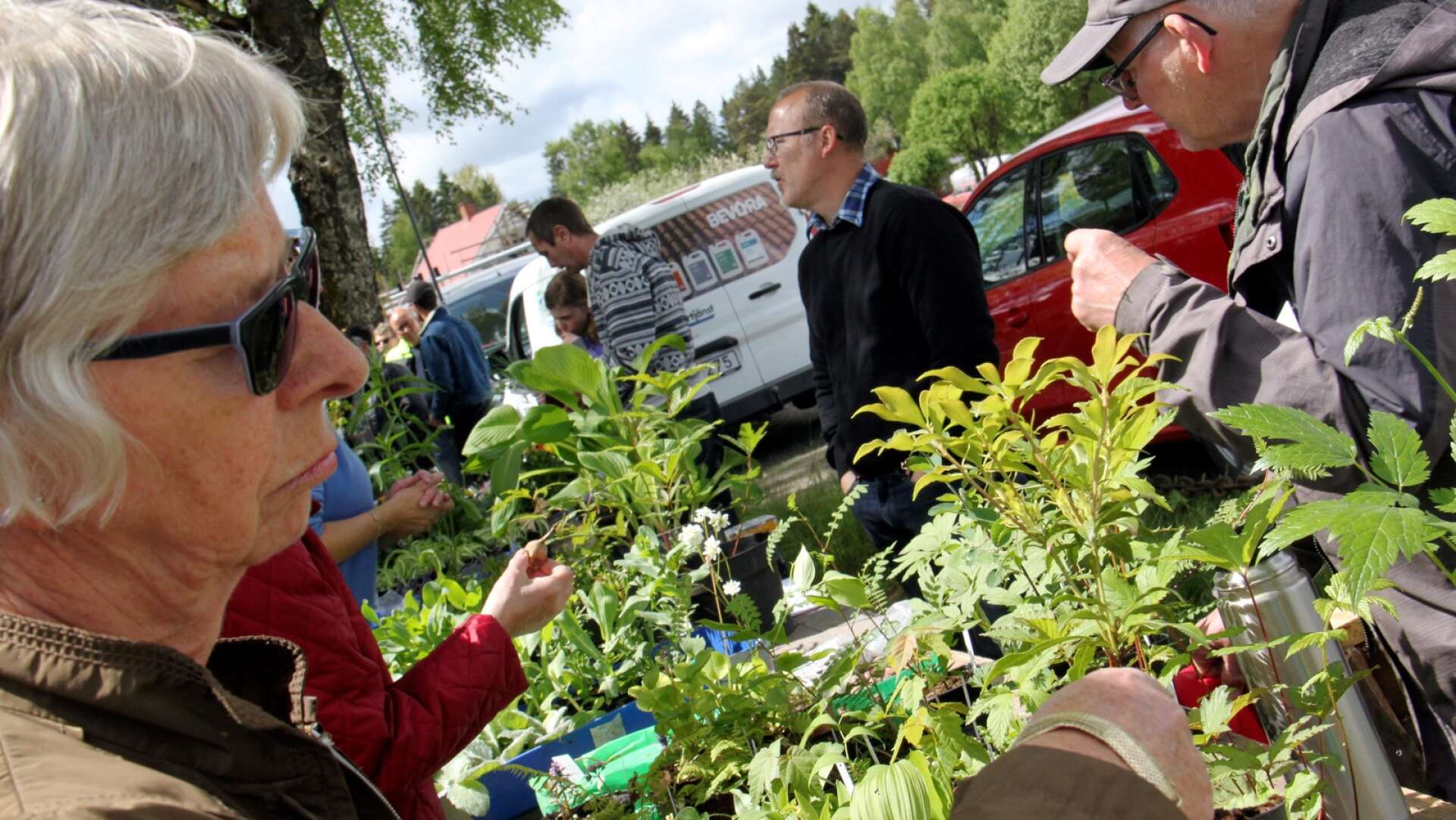 Den växtintresserade kan på söndag frossa i gröna blad och blomster när växtmarknaden är tillbaka i Bäckefors.