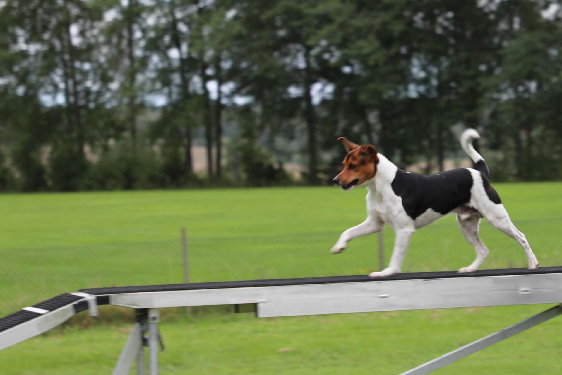 Hundar i alla storlekar kan tävla i agility.