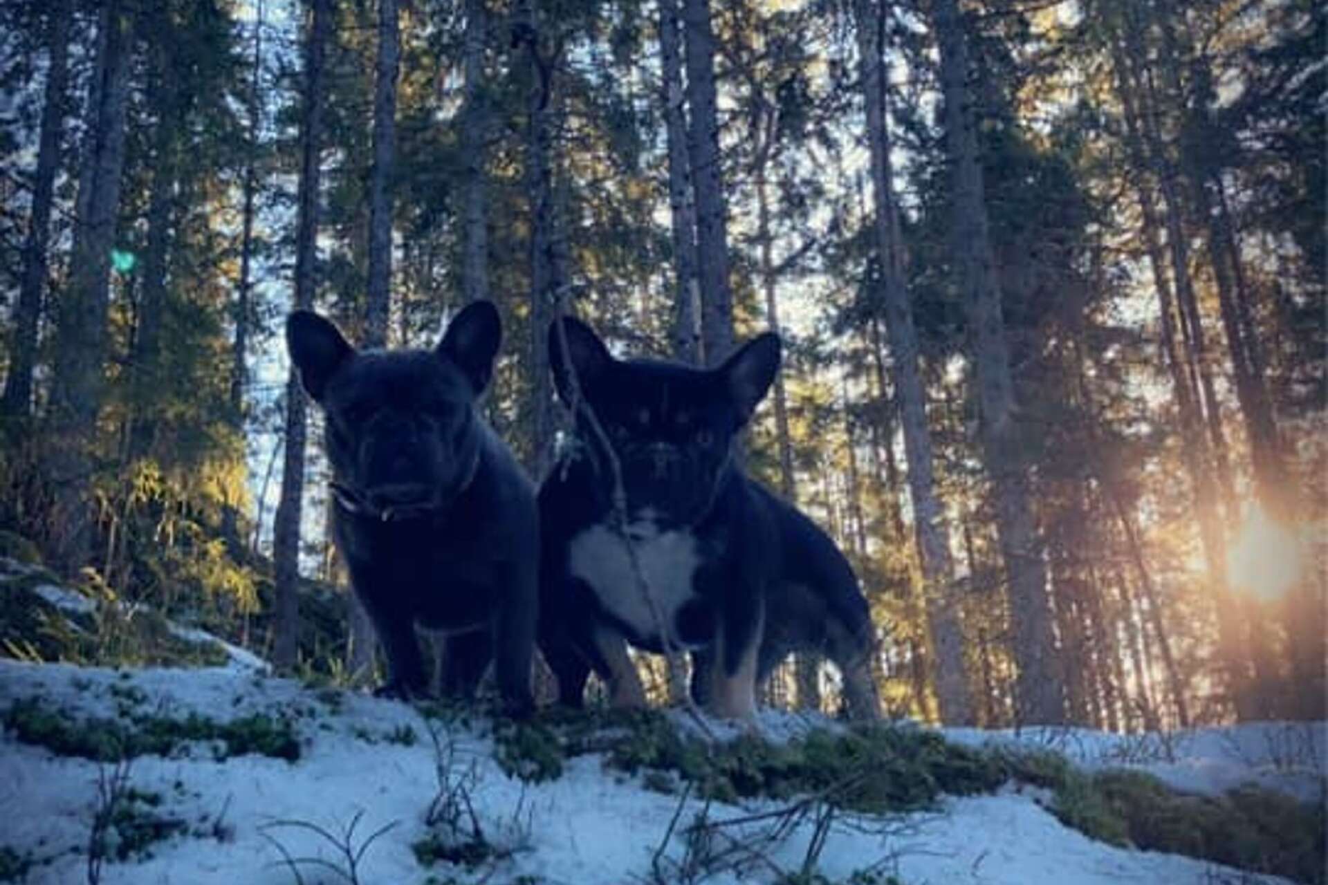 ”Kerstin och Edit på en skogspromenad i Dalslandsskogarna. Två frallor som gör mer hyss än Emil i Lönneberga”