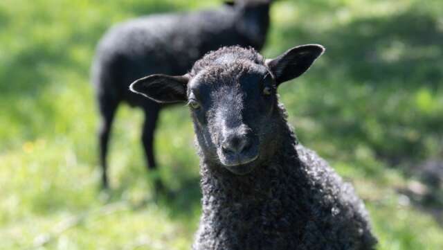 När södra Sverige får nya vargrevir ökar risken för skador på tamboskap. Bara i Skåne finns det 2 000 fårägare och i Sverige finns 400 000 – 500 000 får, skriver Centerpartiets företrädare.