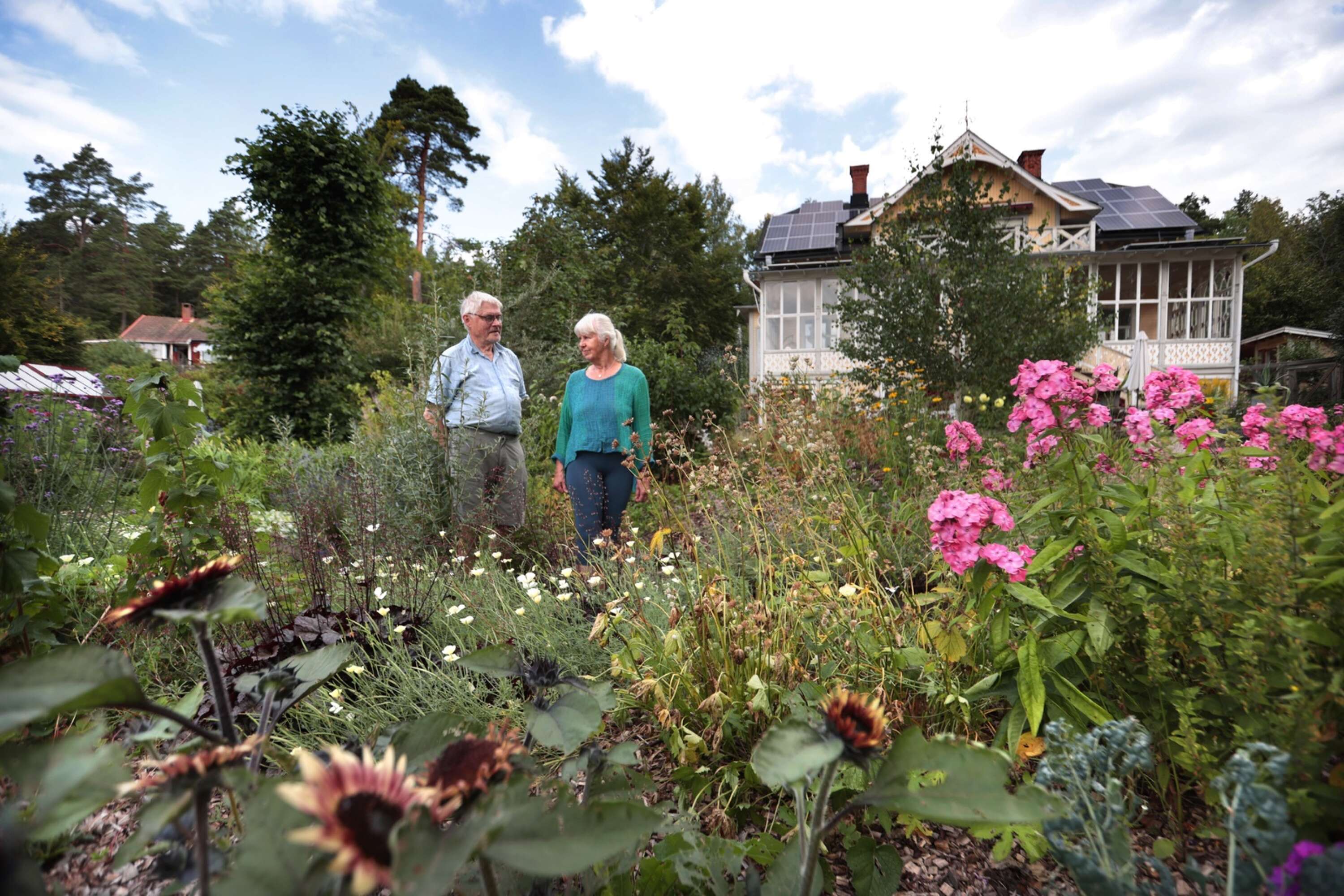 Hans-Åke och Gun-Britt Scherp i sin stora trädgård där frukt och grönsaker frodas tillsammans med träd, buskar, sommarblommor och perenner. I augustirabatten blommar bland annat röd solros och rosa flox. 