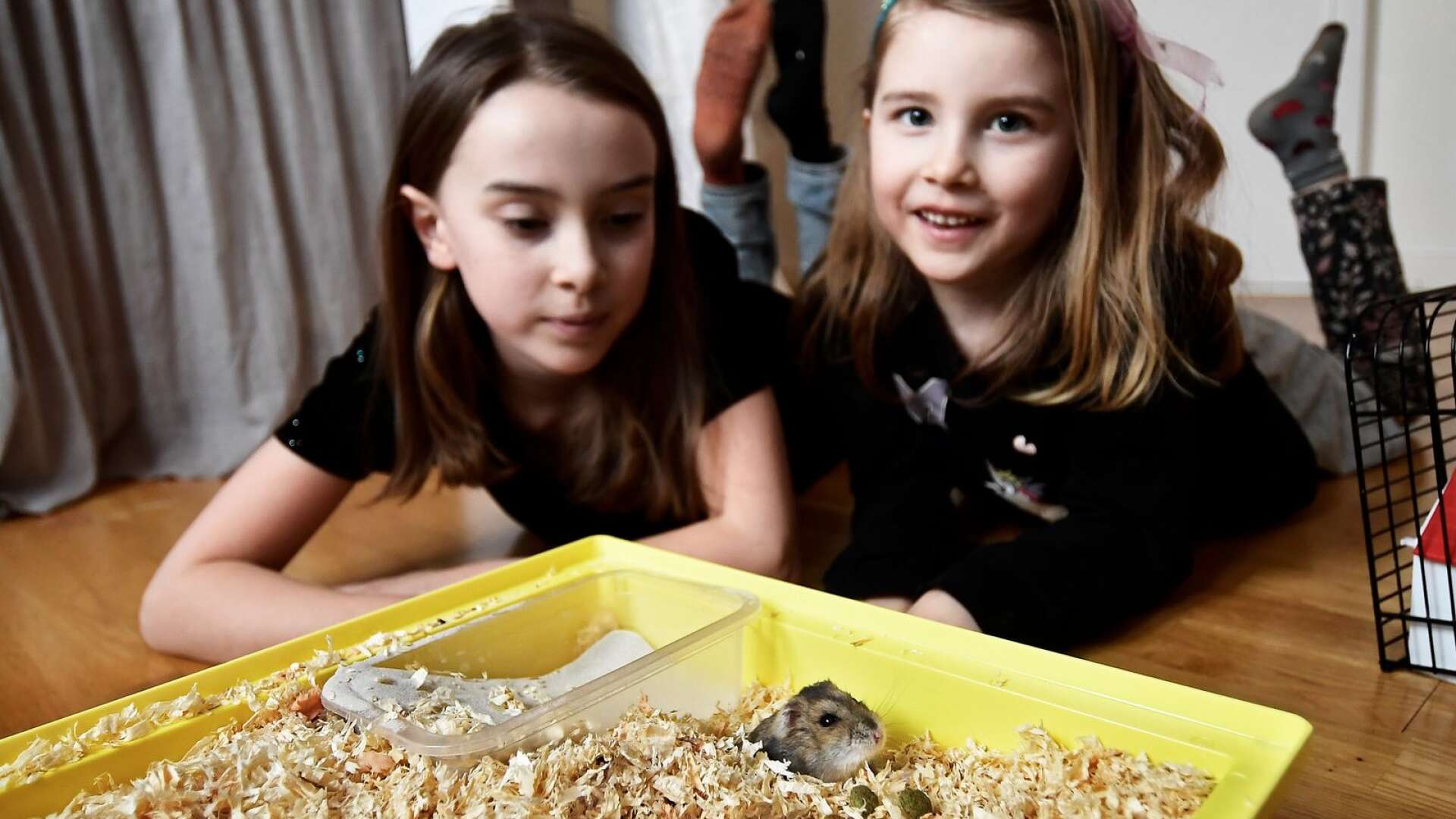 Julia och Bella Nyqvist har längtat efter en hamster länge. Nu bor Sötnos hos dem.
