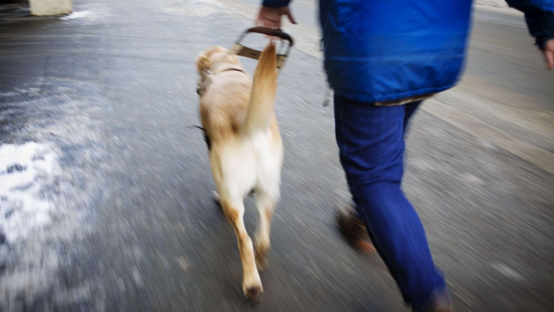 OSLO 20130207.
Hundetrener trener hunden Abbe for Norges Blindeforbund. Hvert år trener de hunder som går ut til blinde og synshemmede i Norge. 
Foto: Kyrre Lien / NTB scanpix kod 	20520
