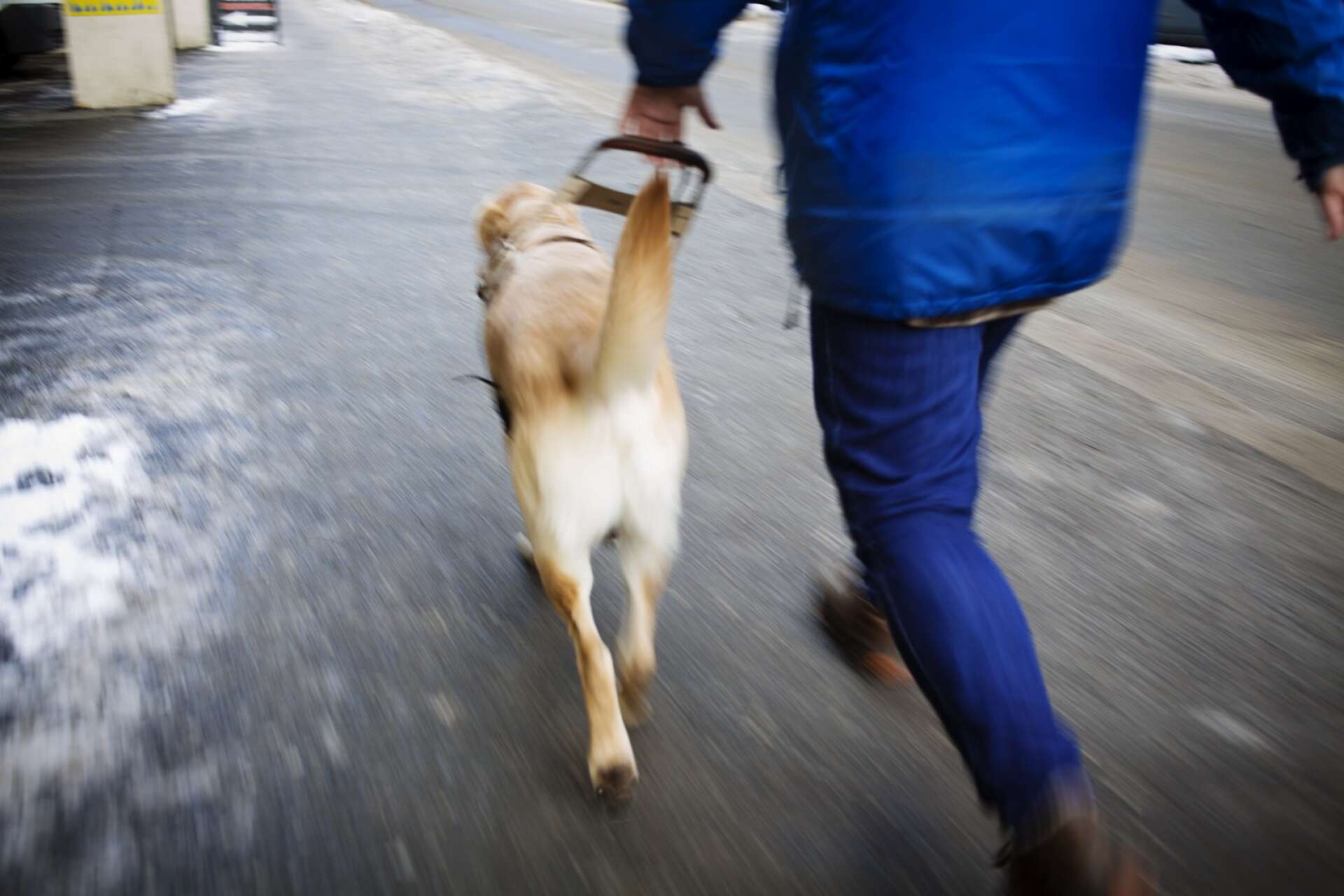 OSLO 20130207.
Hundetrener trener hunden Abbe for Norges Blindeforbund. Hvert år trener de hunder som går ut til blinde og synshemmede i Norge. 
Foto: Kyrre Lien / NTB scanpix kod 	20520
