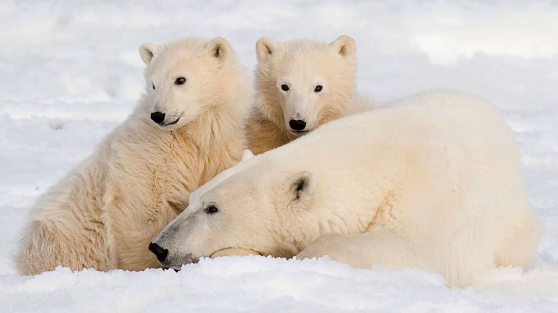 
Polarhavens isar skulle vara borta sommaren 2000, sedan 2013, 2016 och 2017, men de är kvar. Isbjörnarna skulle dö ut, men stammen har ökat till fler än 30 000, skriver Sture Åström.