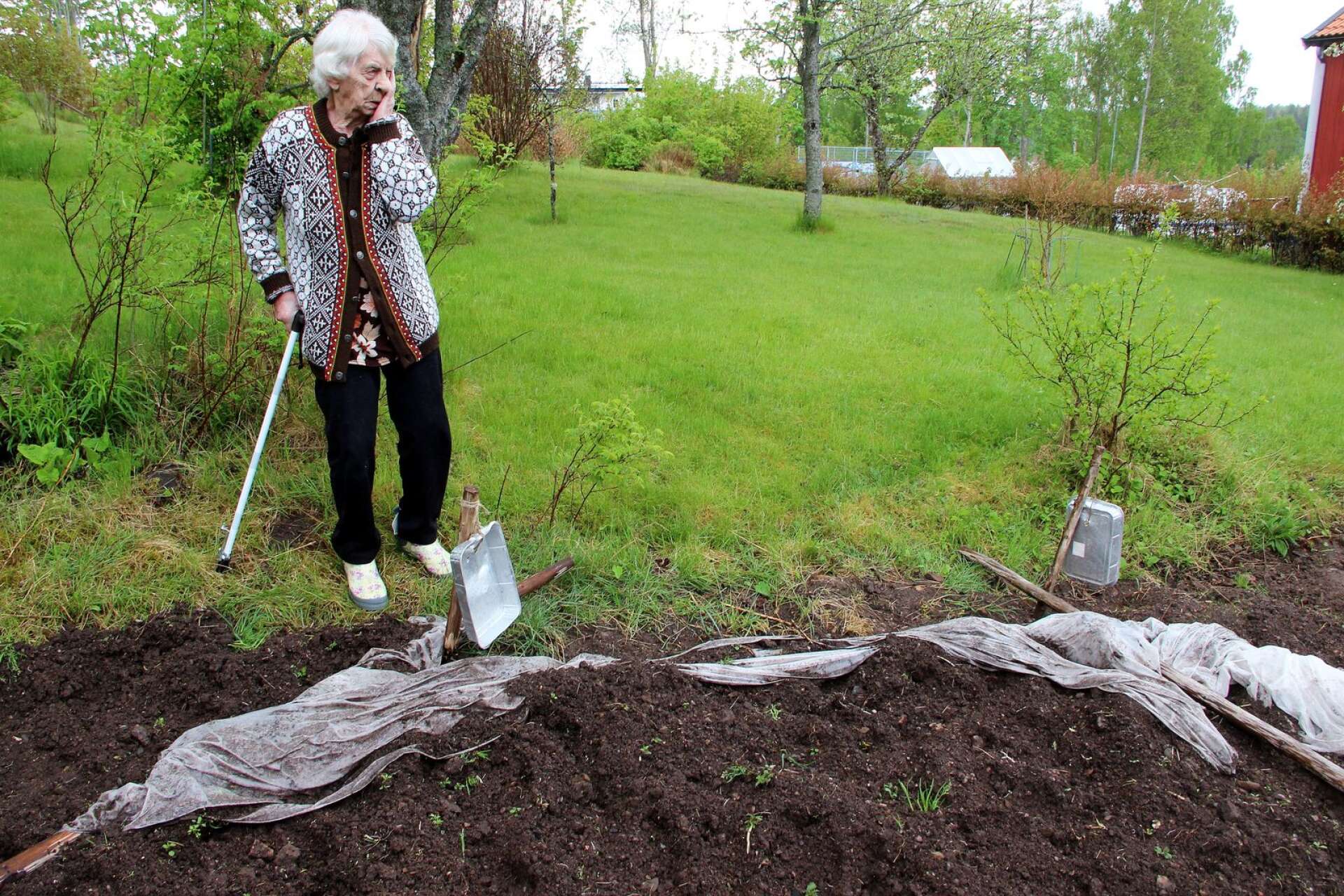 92-åriga Linnéa Hellqvist är bedrövad över att vildsvinen bökat upp hela hennes potatisland.