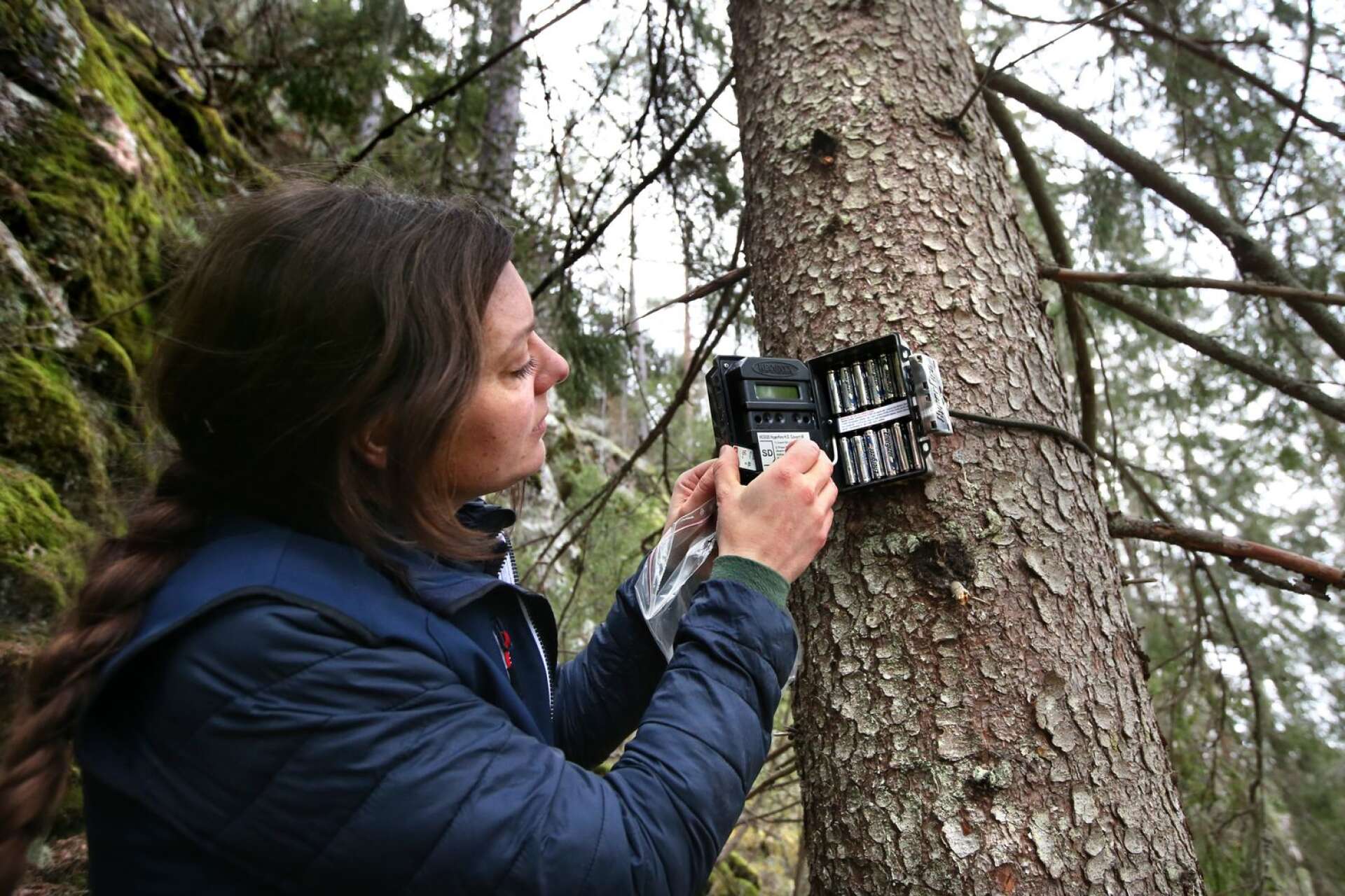 Maria Falkevik hämtar hem bilderna från kameran – och hoppas att den ska ha fångat lodjur på bild. Naturvårdsverket har satt miniminivån på antalet föryngringar i Värmland till elva stycken.