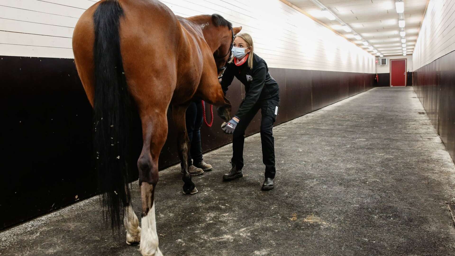 Varatjejen Moa Gustavsson har alltid dröm om att bli veterinär. Idag lever hon sin dröm och jobbar på Husaby hästklinik. 