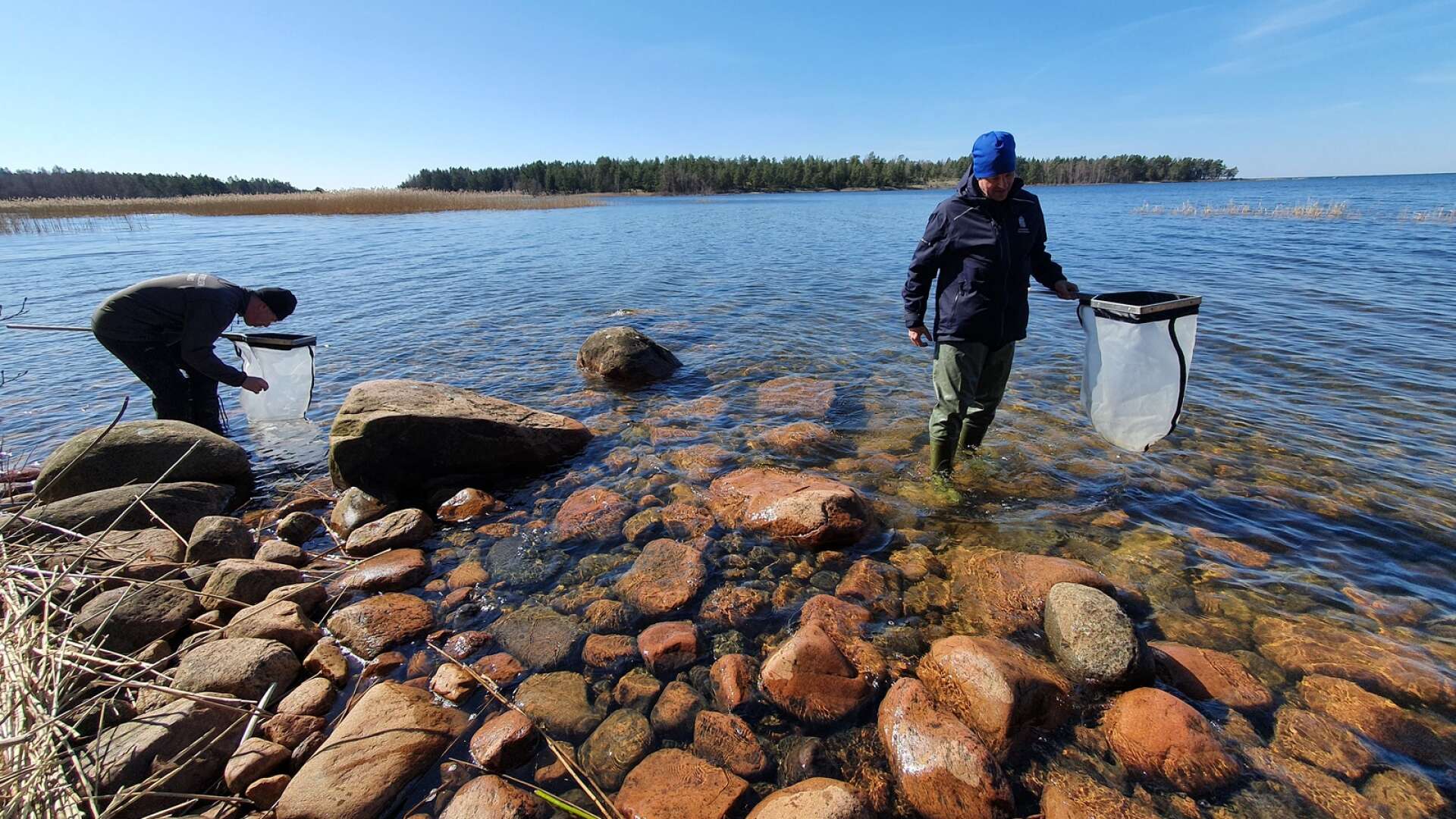 I Vänern ökar de invasiva främmande arterna, som är ett hot mot den biologiska mångfalden. Enligt Erika Karlsson, samordnare för invasiva arter i sötvatten vid Länsstyrelsen Värmland, kan det få direkta konsekvenser för människan.