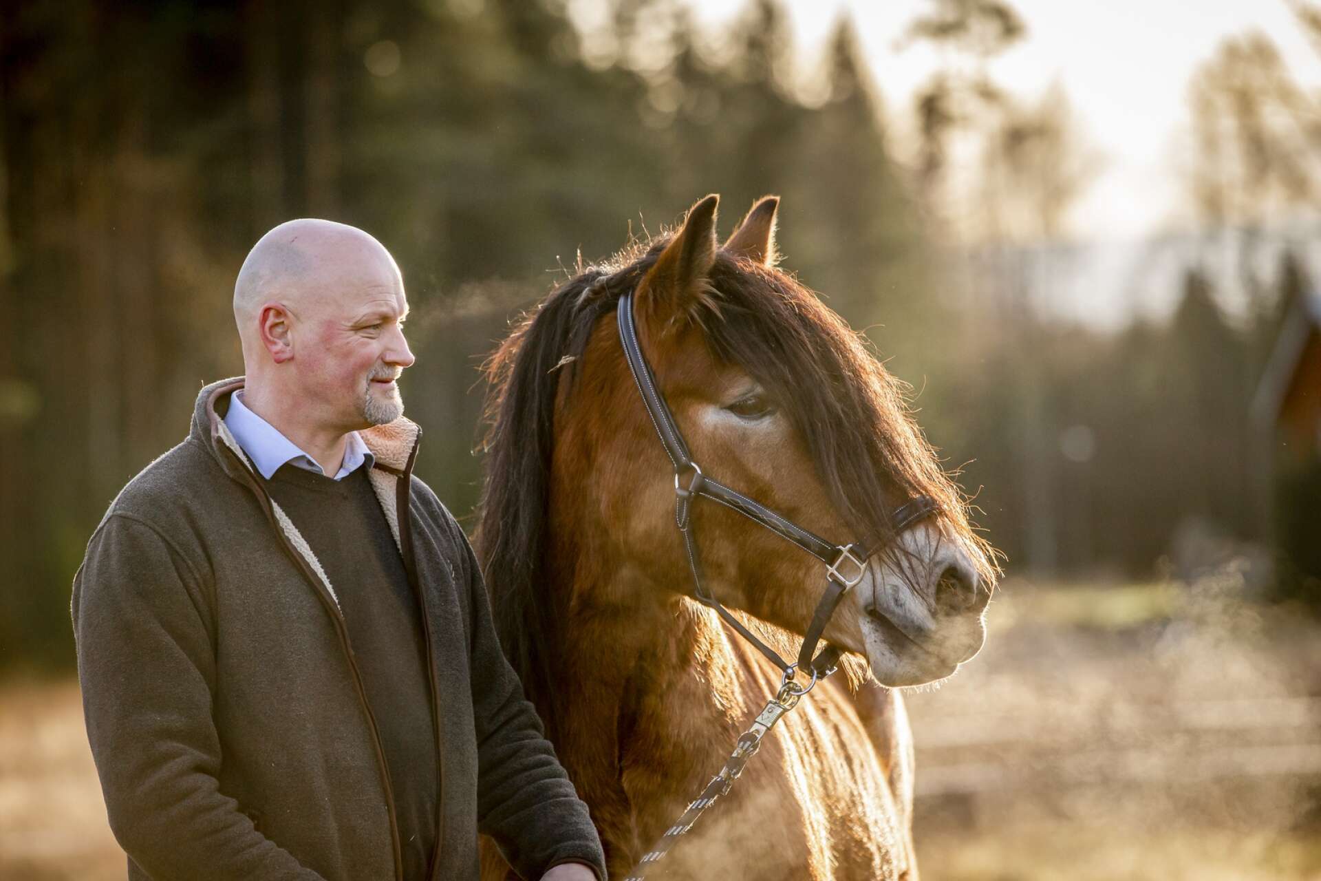 Diplomstoet Björkhagens Vilmina är en av Daniel Bäckströms nordsvenska hästar.
