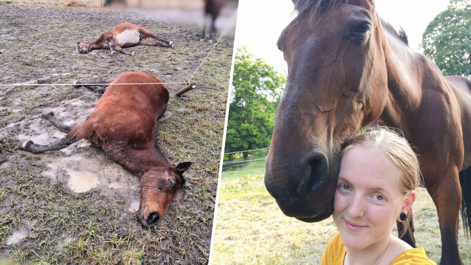 Veterinären tror att hästarna råkade i panik:  ”FInns ingen annan logisk förklaring”