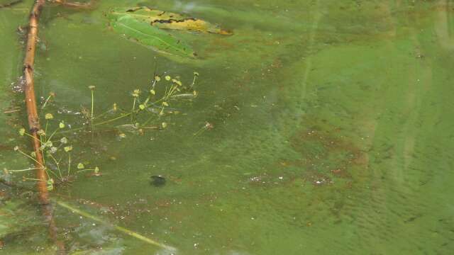 Just nu är det algblomning i Sundstatjärn, vilket gör att kommunen avråder från bad. Arkivbild.