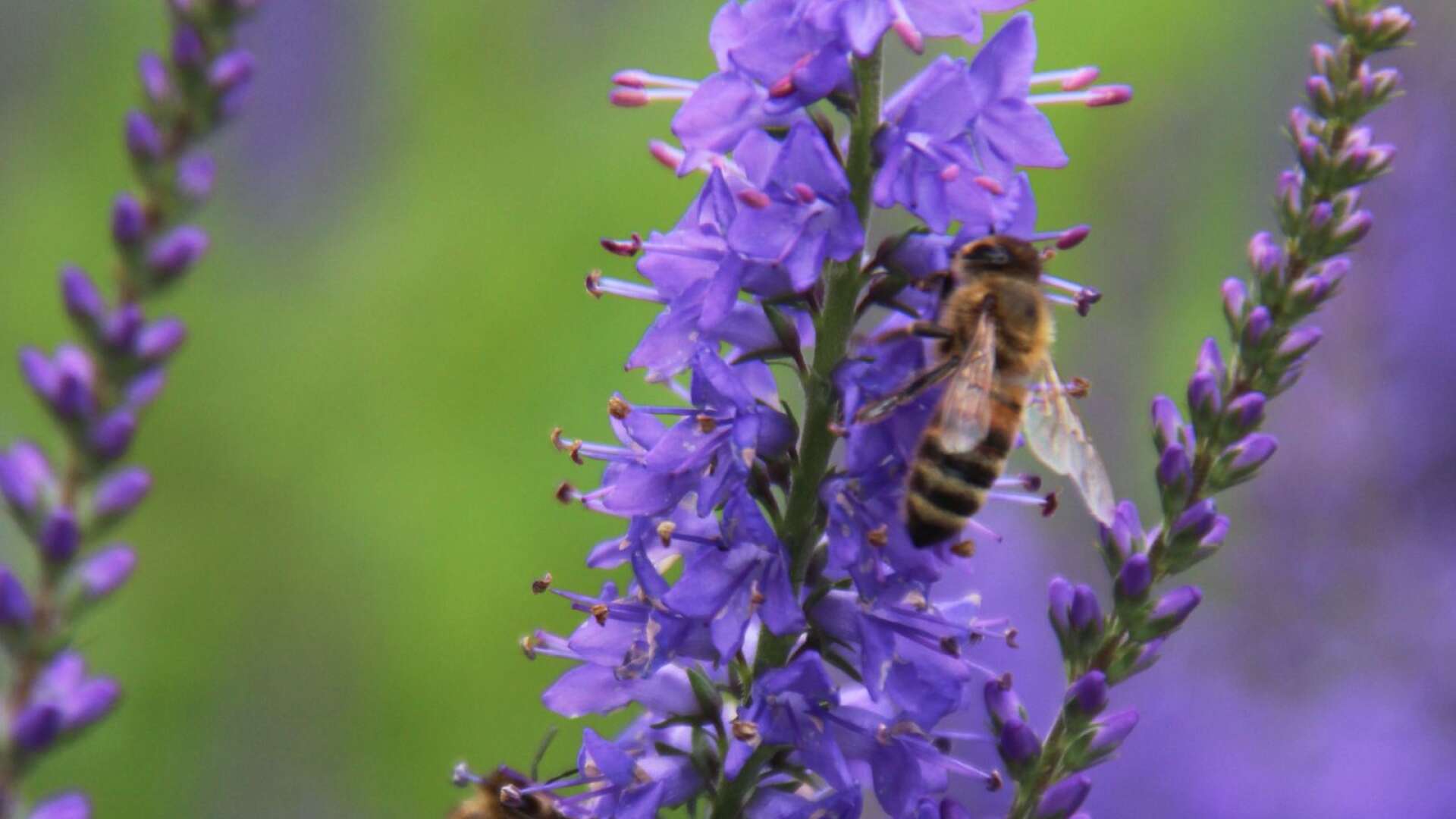 Vissa blommor är ännu lite bättre än andra för att få bina – och därmed hela ekosystemet – att leva och frodas. Axveronika är en växt som bina älskar.