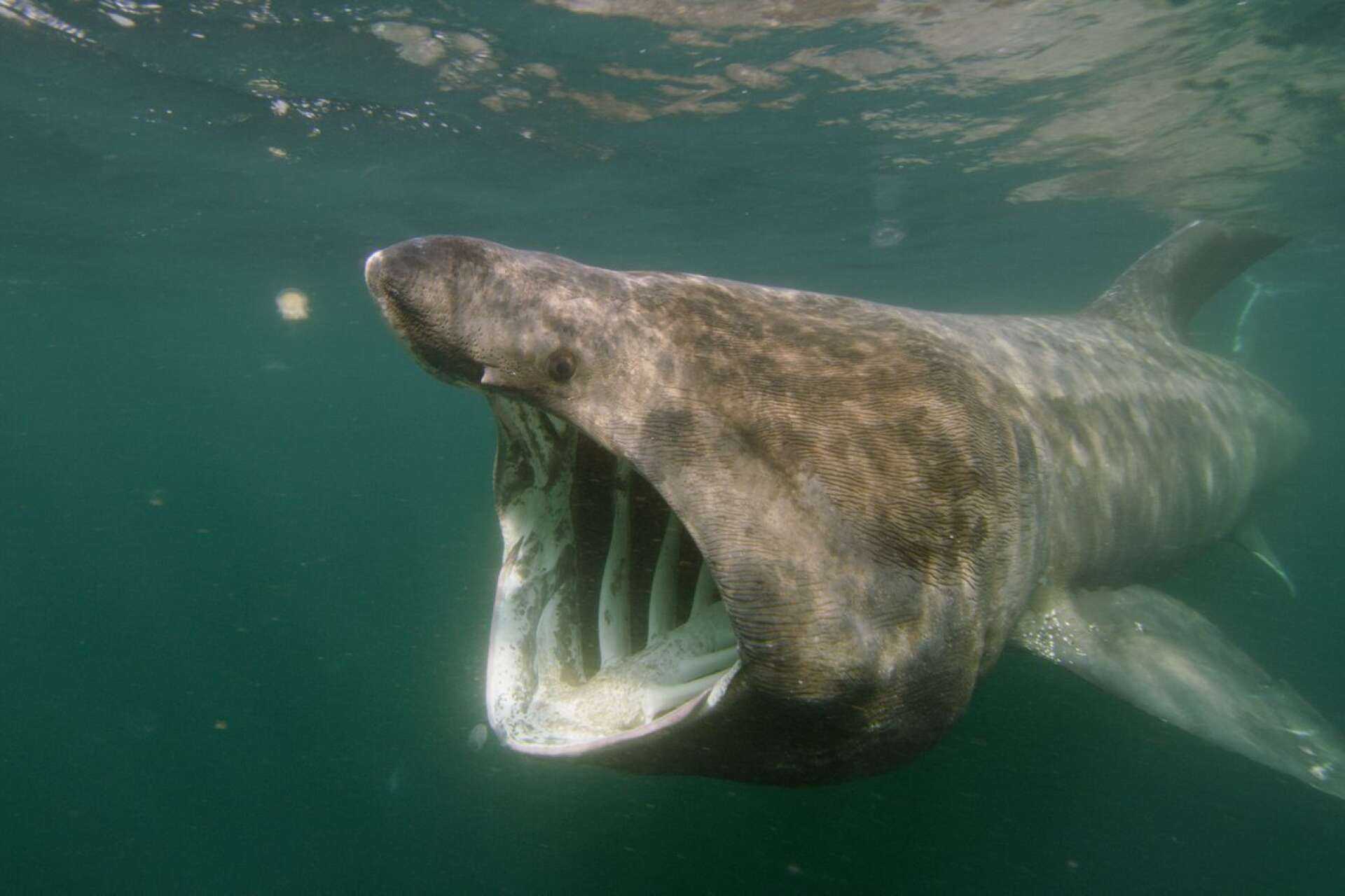 Brugden hittar ibland in på svenska vatten. Det är världens näst största fisk efter valhajen. Trots sitt jättegap äter brugden endast plankton.