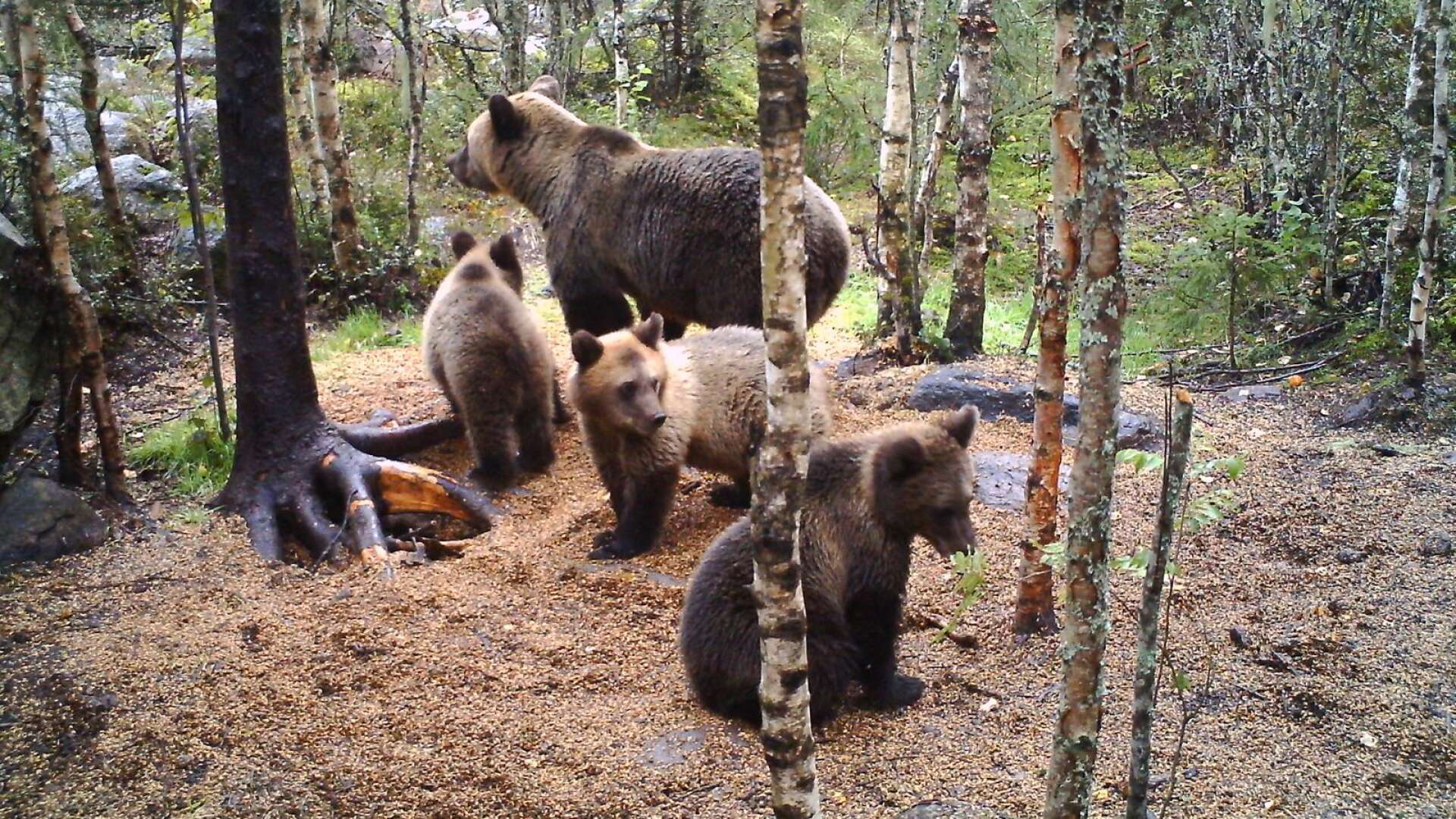 I år har Värmland återigen fått triss i björnungar.