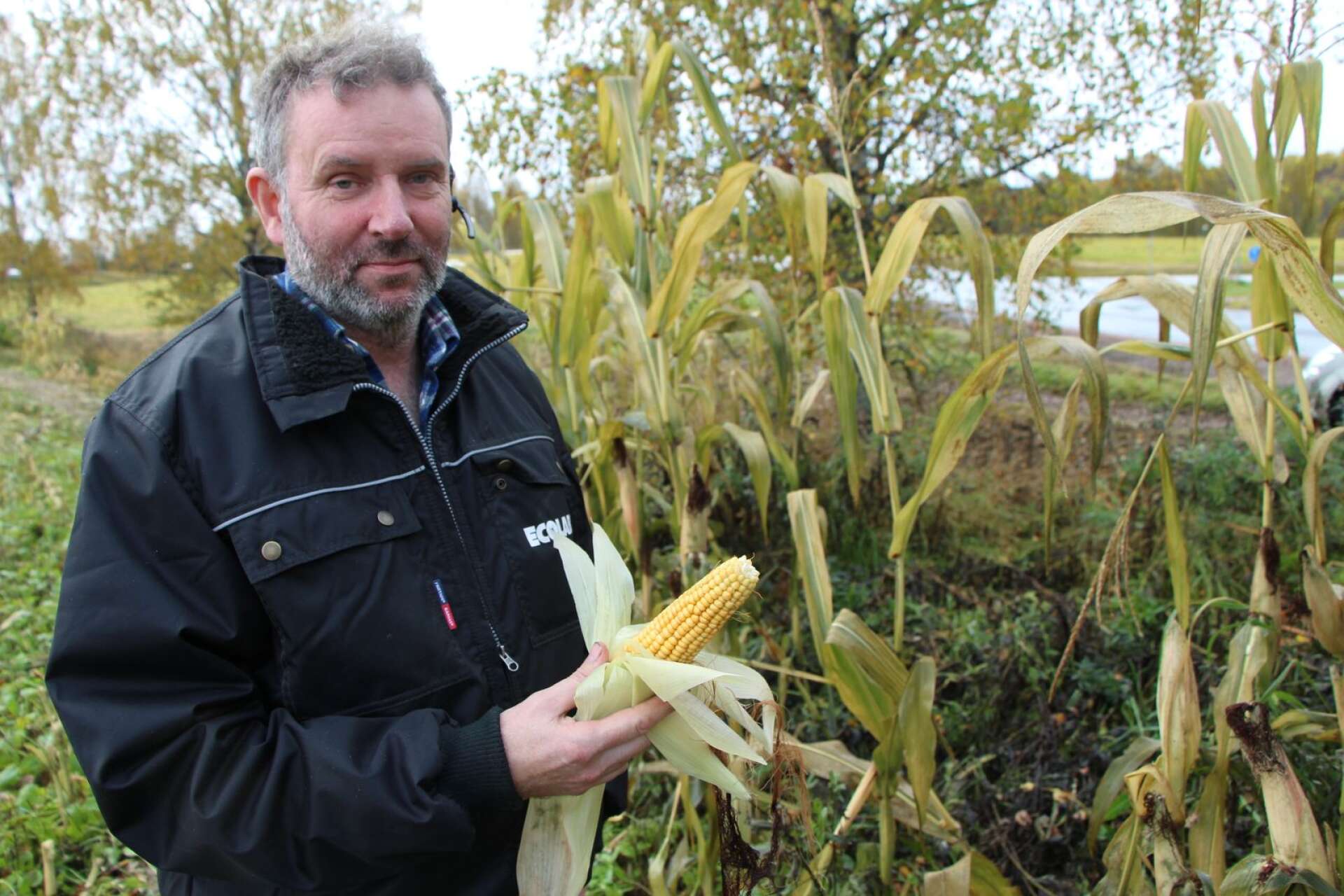 Bosse Sjökvist odlar majs till sina kor och han planerar för ny skörd även i år.