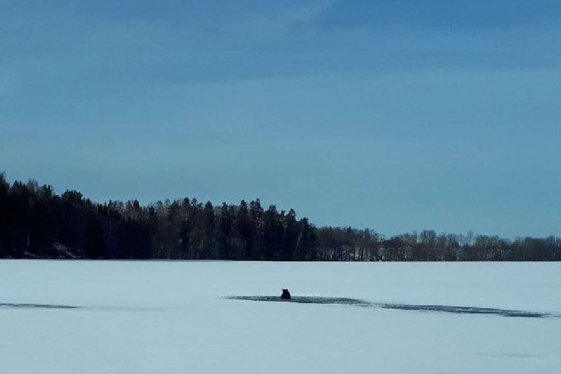 Travhästen gick genom isen på Furusjön på fredagseftermiddagen. Den var cirka 40 meter ut när isen brast.