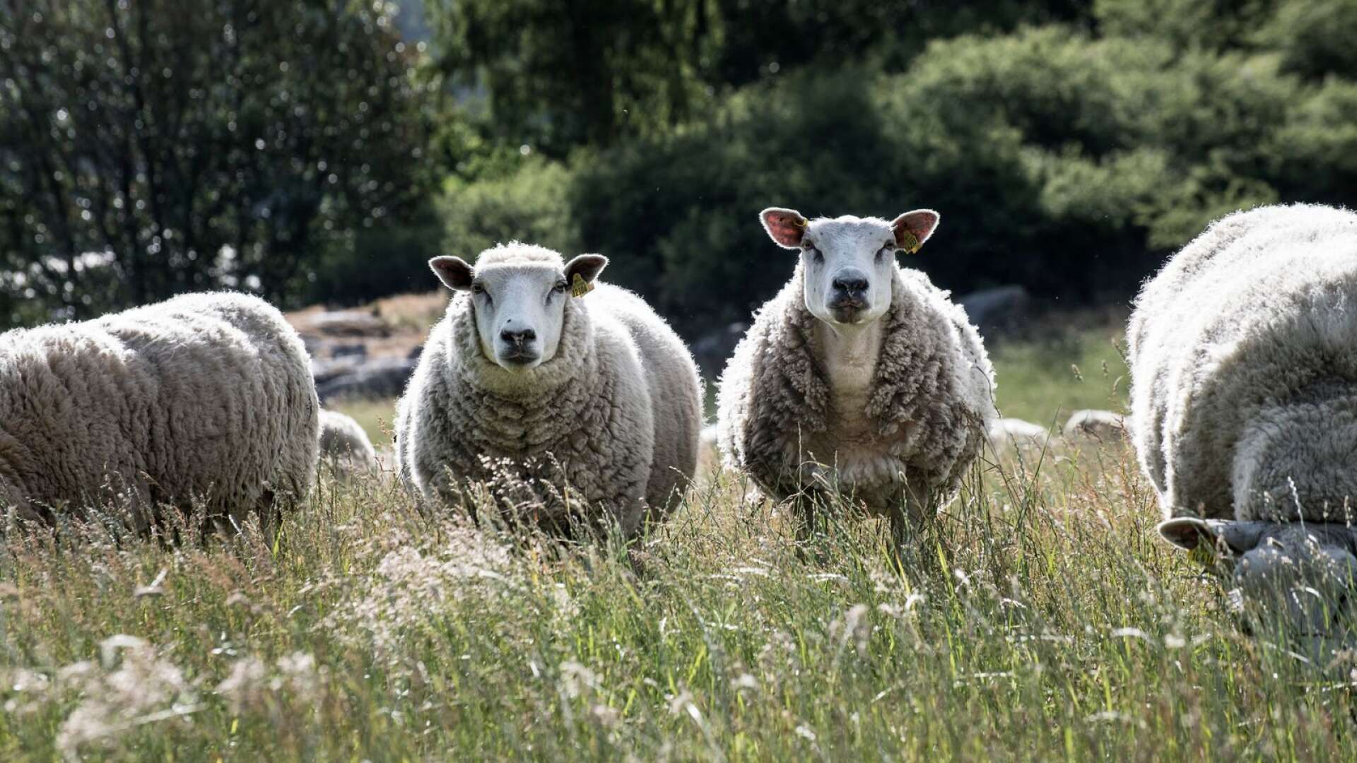 Tre får har dödats, av allt att döma genom ett rovdjursangrepp på en gård i Sunne kommun. Länsstyrelsen har ännu inte gjort någon besiktning.