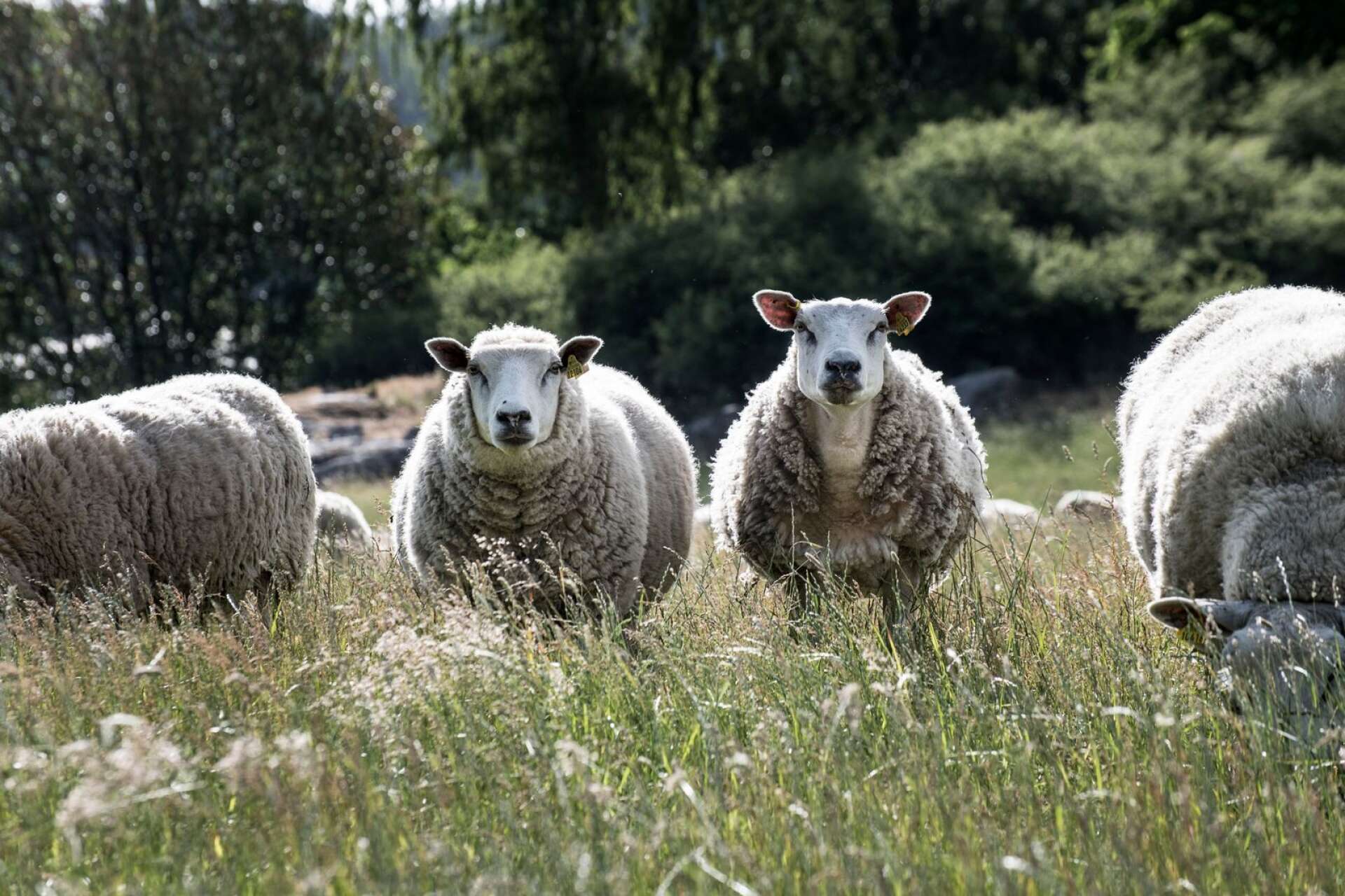 Tre får har dödats, av allt att döma genom ett rovdjursangrepp på en gård i Sunne kommun. Länsstyrelsen har ännu inte gjort någon besiktning.
