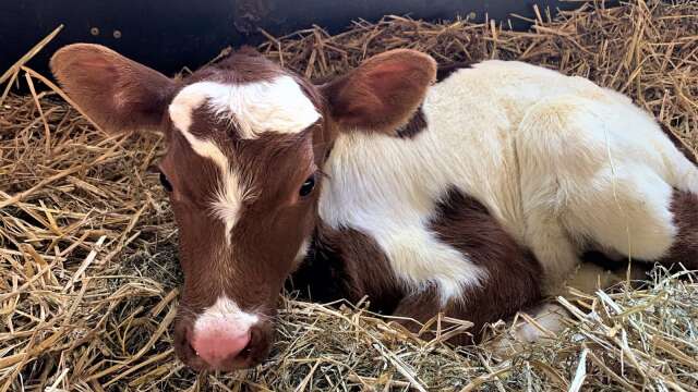 Den 16 april föddes en liten kalv i Lillskogen.