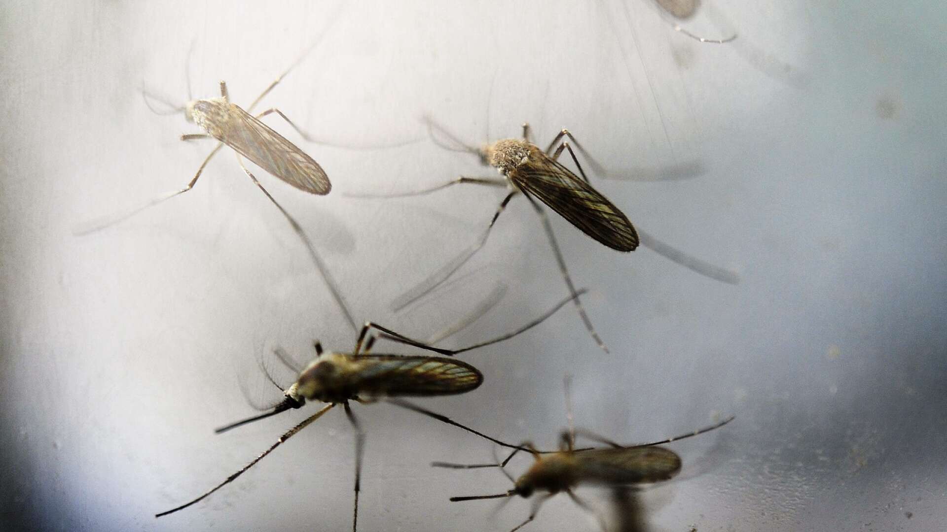 Fjolårets lyckade myggbekämpning kan bli verklighet även 2021.