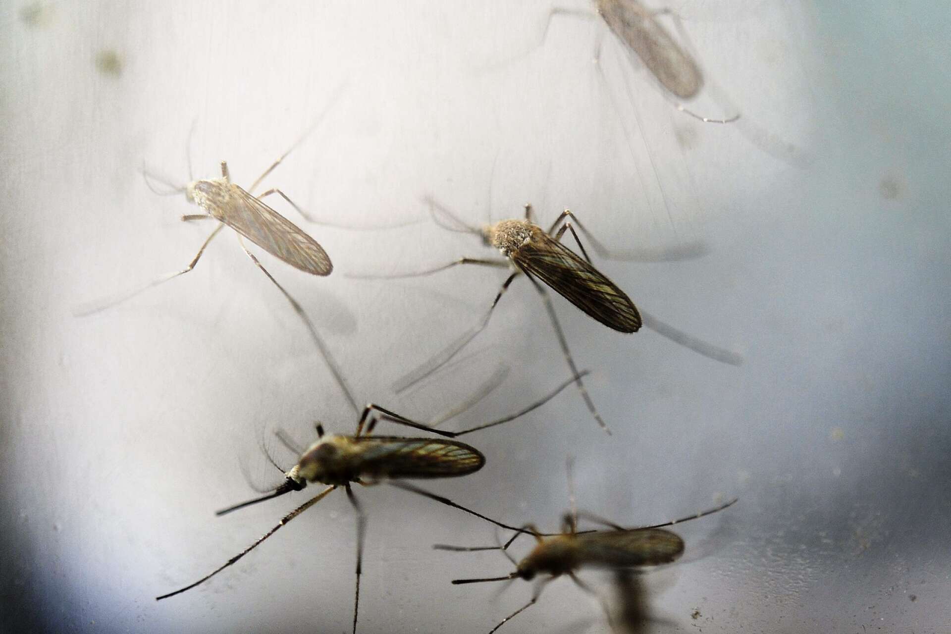 Fjolårets lyckade myggbekämpning kan bli verklighet även 2021.