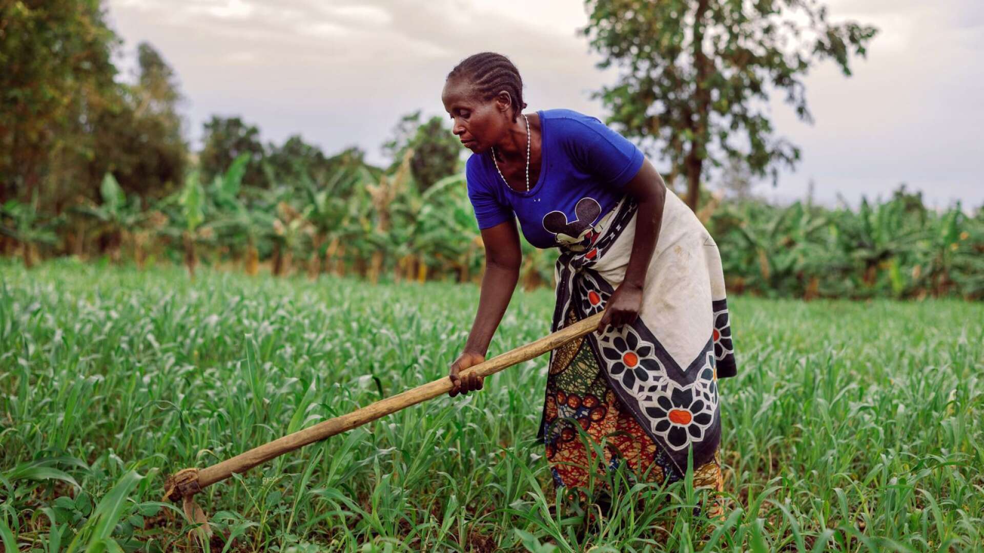 Två miljarder människor saknar trygg tillgång till tillräckligt med mat. Majoriteten av dem lever, liksom bonden Aulelia Leonidas i Tanzania, på landsbygden och livnär sig på jordbruk.