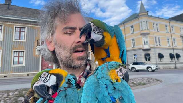 Lars Lind från Flogned är ”pappagoja” till tre blågula aror.