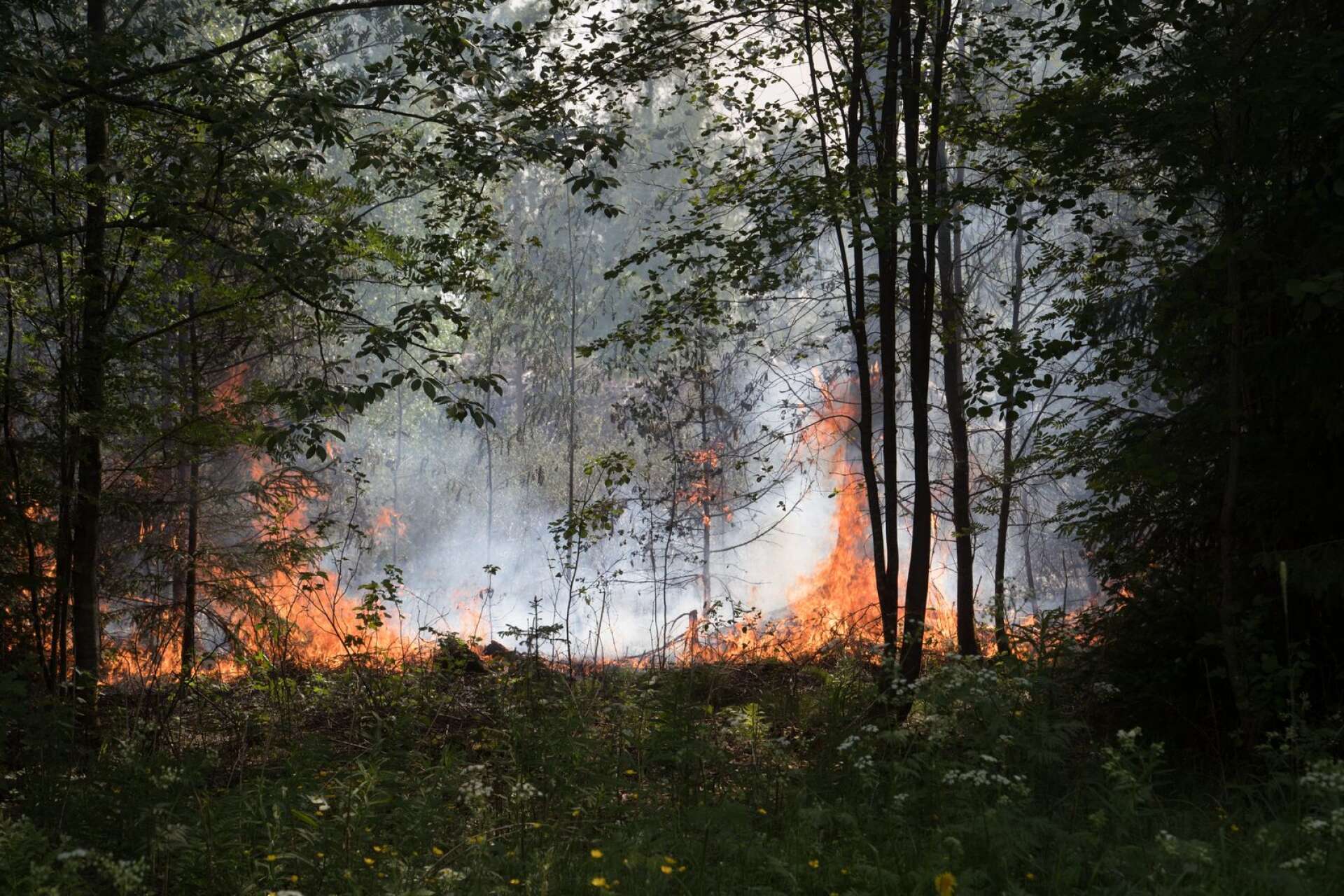 Flera stora skogsbränder drabbade Värmland i somras. Men den varma perioden drabbade skogen på fler sätt. Arkivbild.
