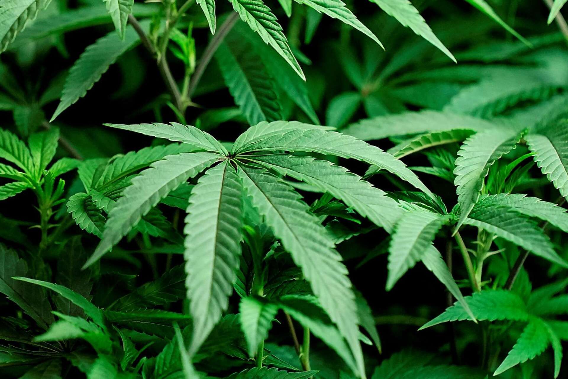  En av de två männen som i somras dömdes för grovt narkotikabrott efter att en cannabisodling avslöjades i Melleruds kommun har fått sitt fängelsestraff förlängt.