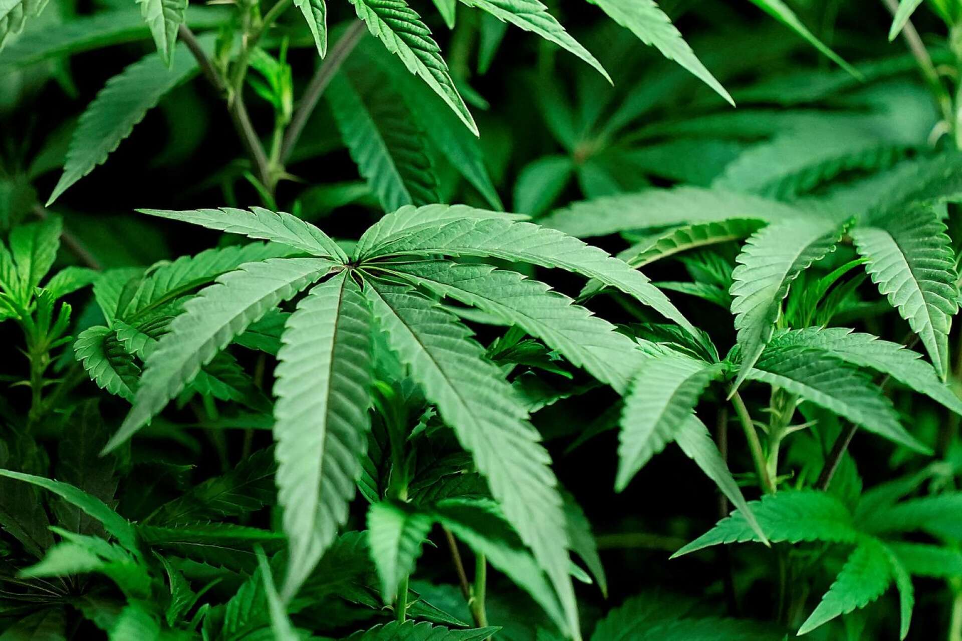 50 kilo cannabis beslagtogs i en knarkfabrik i en fastighet i Mellerud. Om odlingen fått växa klart kunde den ha givit 180 kilo. Plantorna på bilden har inget med texten att göra./ARKIVBILD