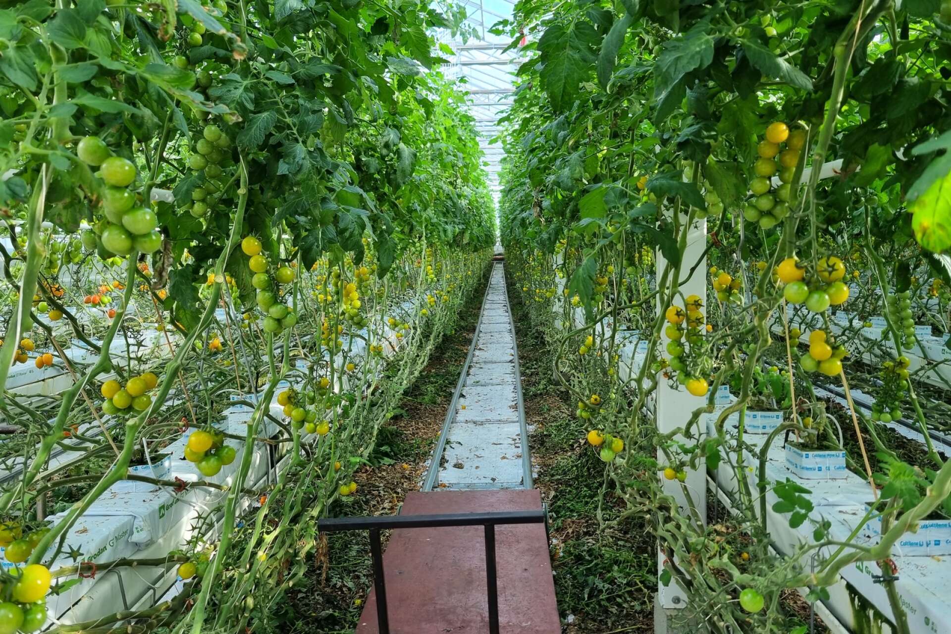 I Stockagårdens stora växthus odlas det tomater. Odlingssäsongen sträcker sig från april till november.