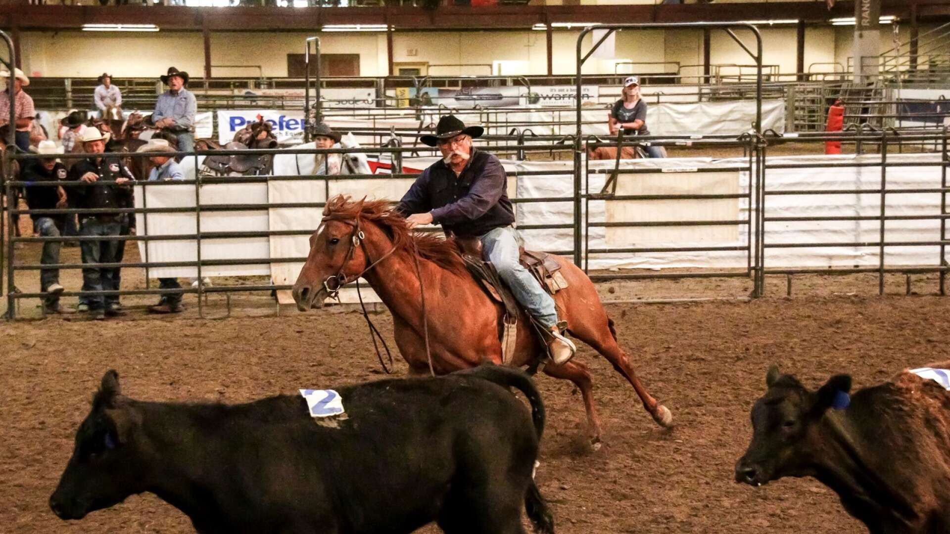 Lulle Eriksson tävlar i ranch sorting i den stora tävlingen som kallas The Big Daddy, under Frontier Days i Cheyenne, Wyoming.