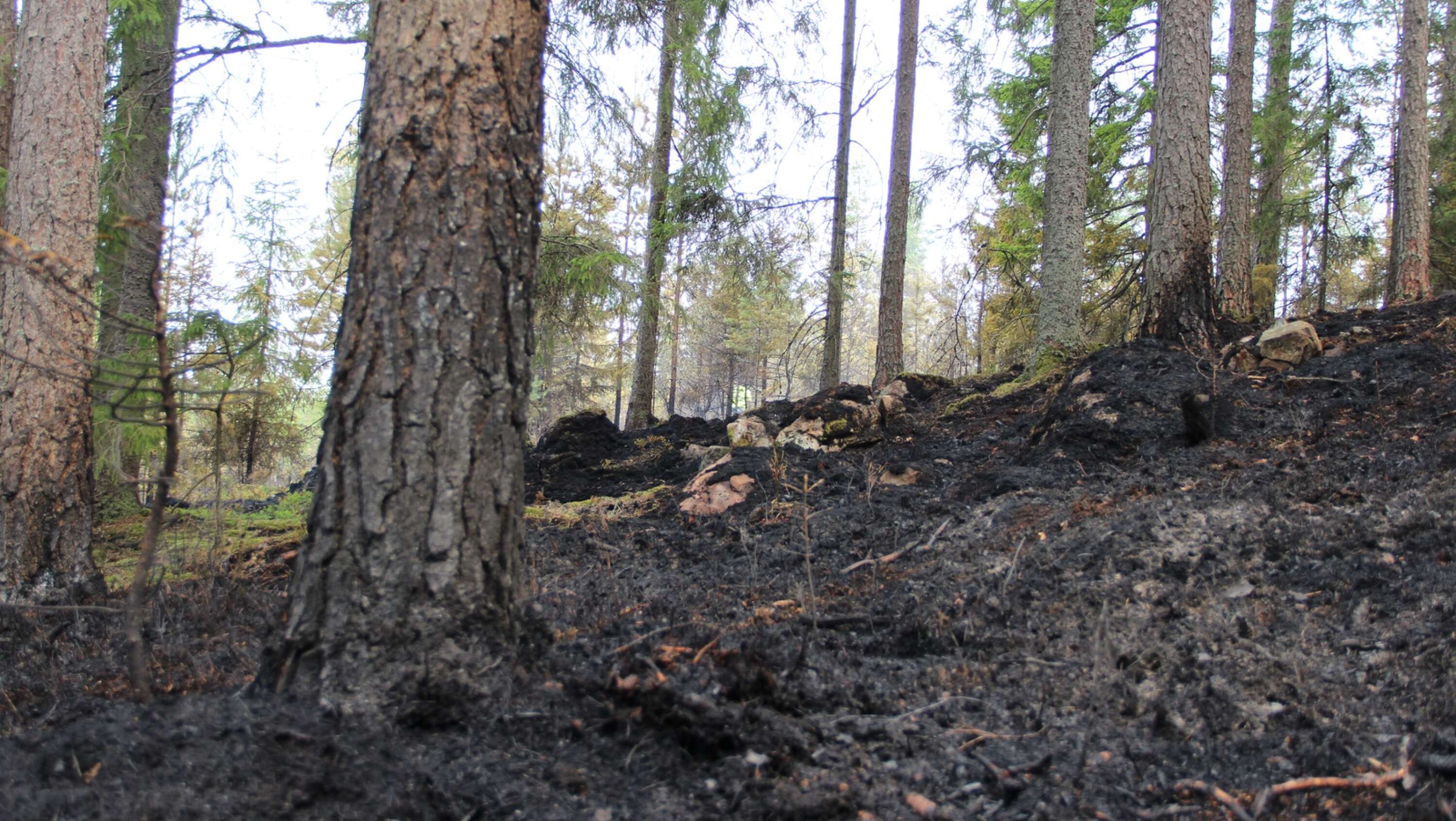 Branden på ett kalhygge utanför Svartå orsakade stora skador i skog och mark.