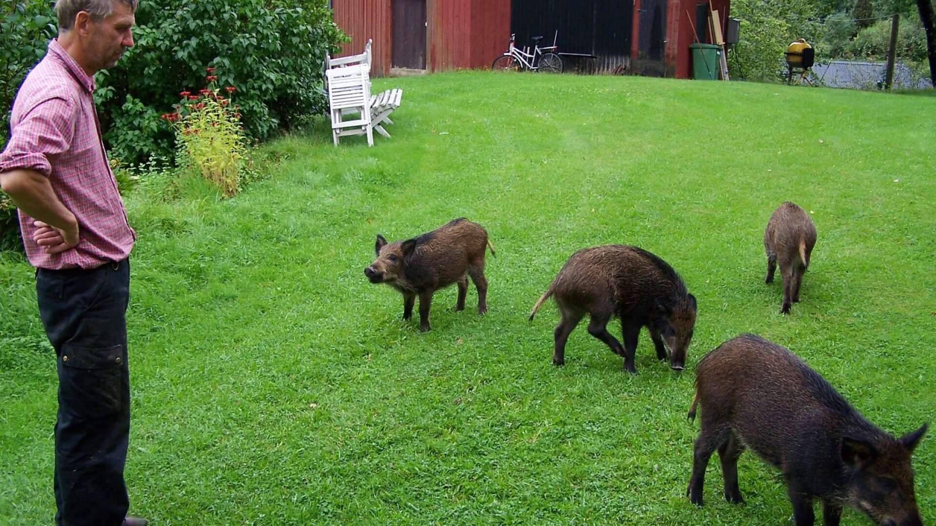 I augusti 2007 sköt Jan Leander fyra vildsvin på sin gård i Svarttjärn.